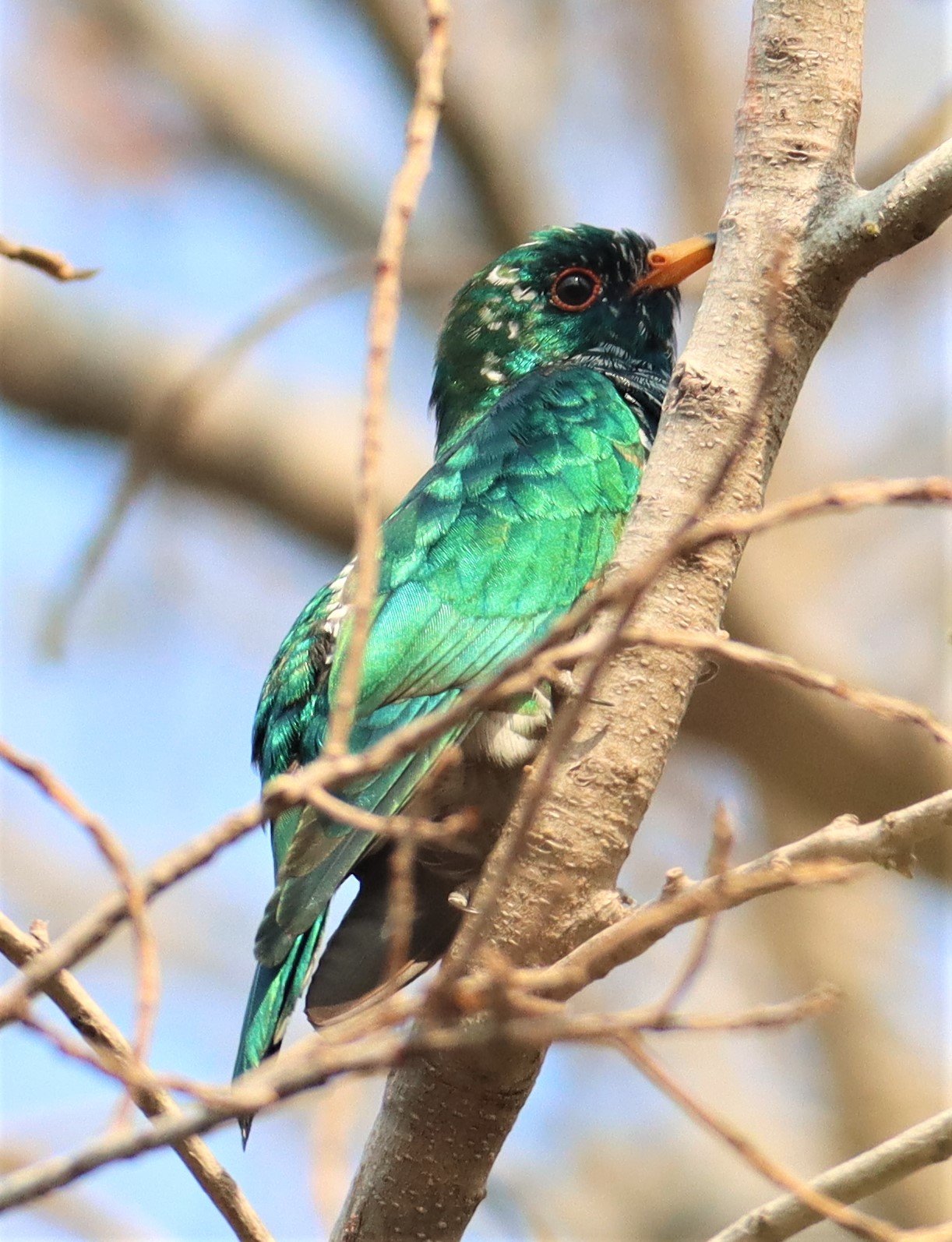Asian Emerald Green Cuckoo (Chrysococcyx maculatus) Rama IX Park Bangkok (34).jpg