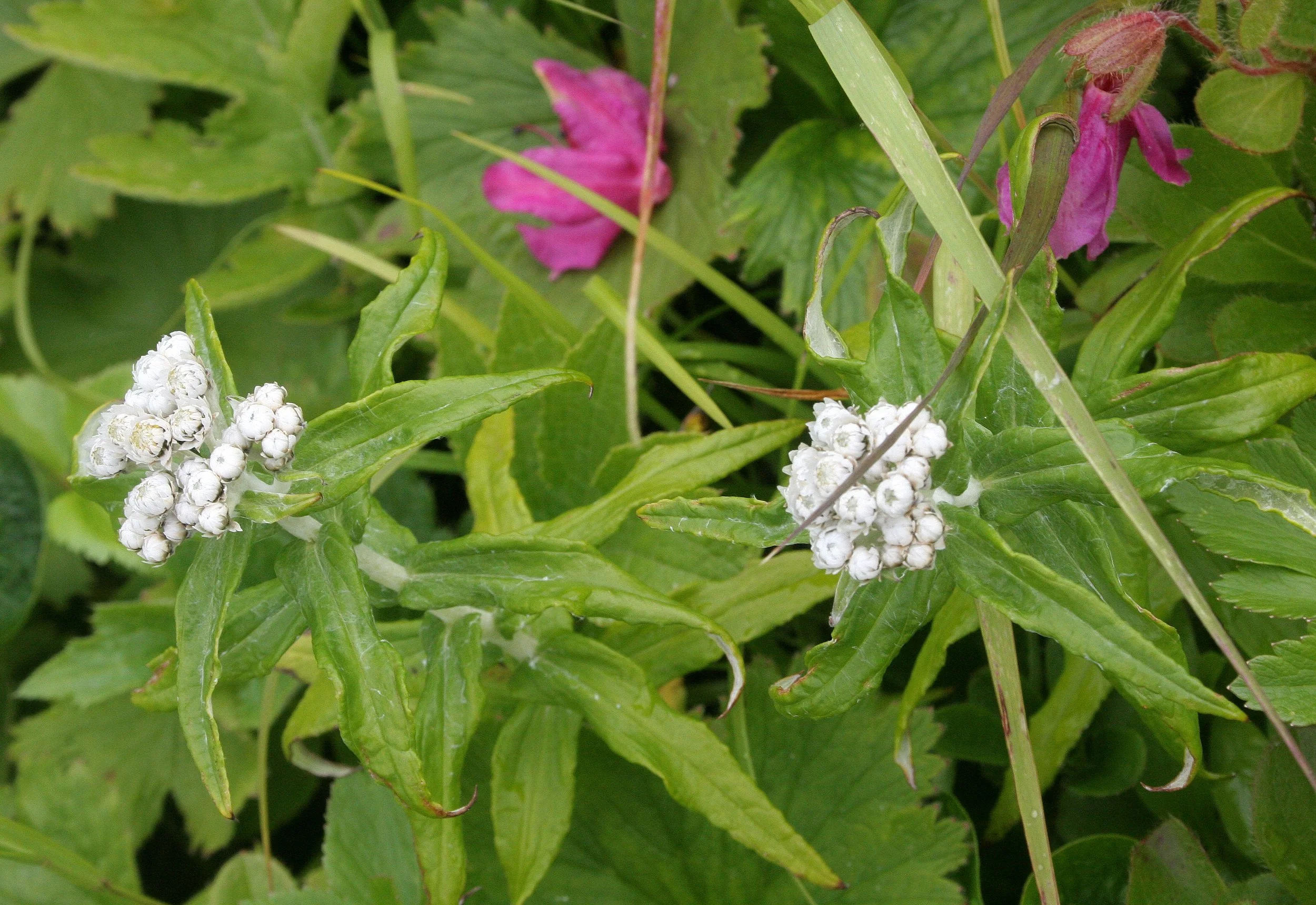 KURIL ISLAND - FLORA (34).jpg