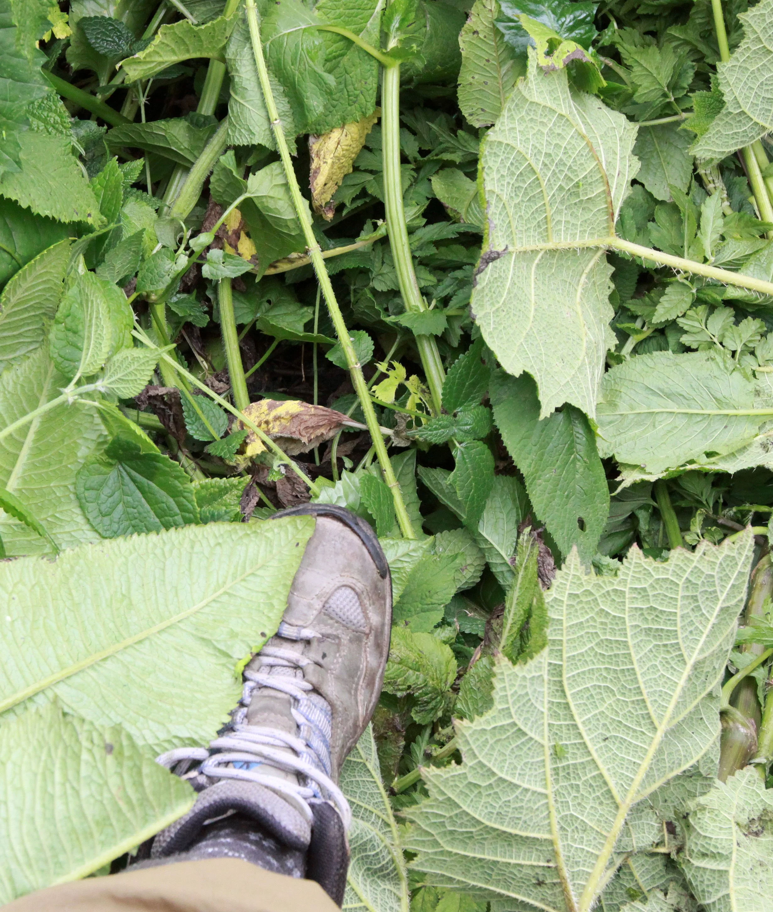 PARC DU VULCANS RWANDA (384).JPG