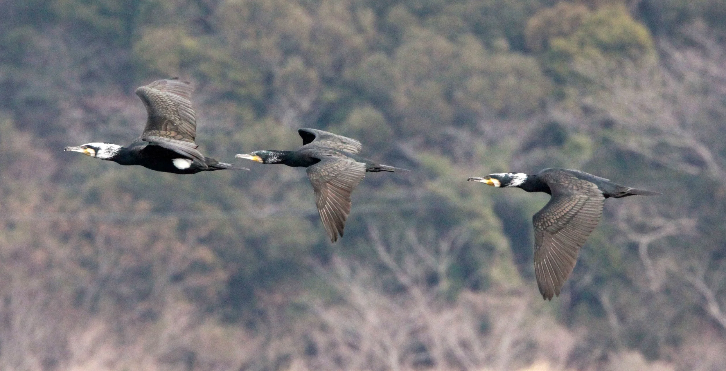 Phalacrocorax carbo - Great Cormorant - Cape Irago Strait, Japan (2).JPG