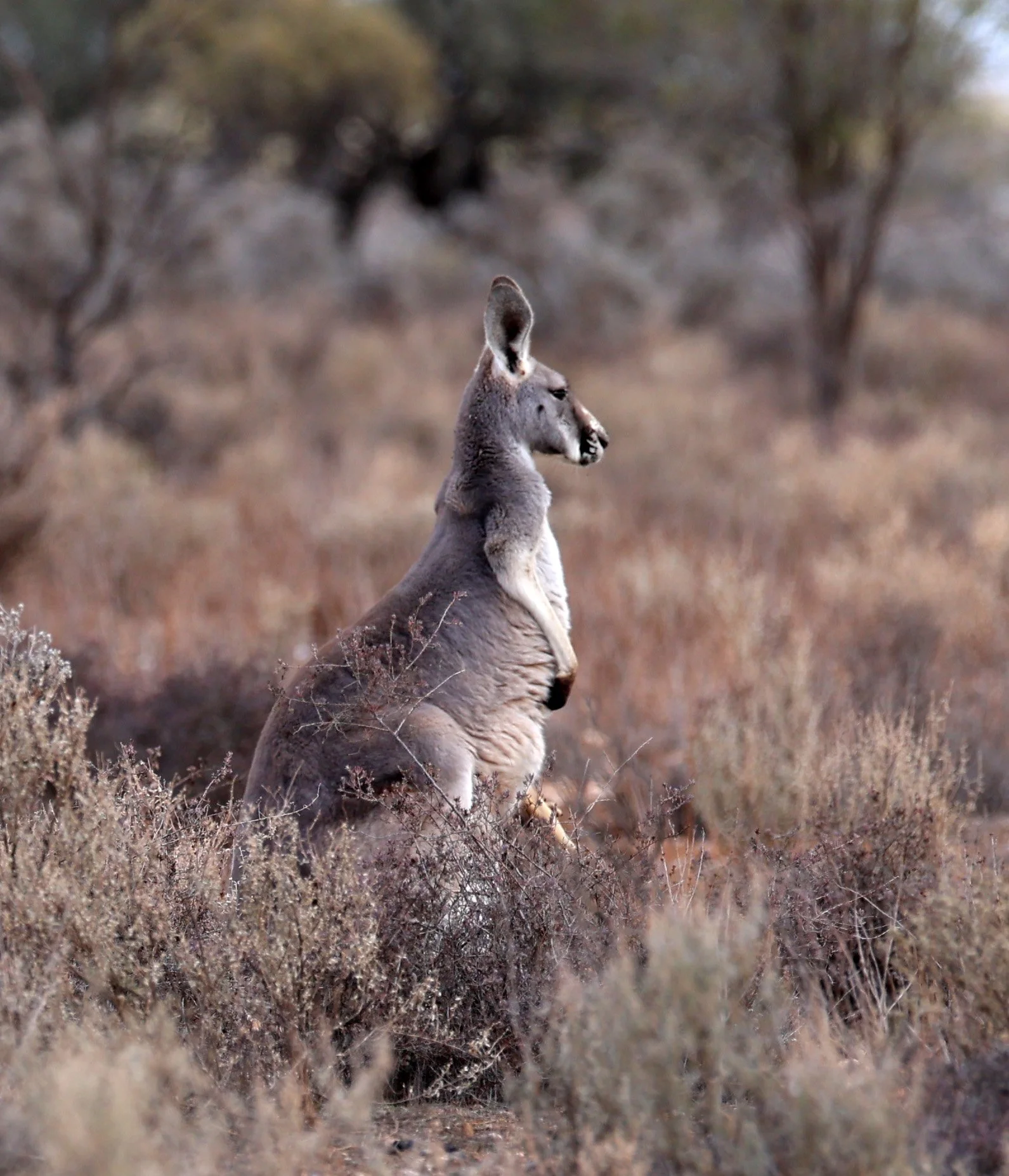 Red Kangaroo (Osphranter rufus) North Brown Hill Wind Farm Vicinity - South Australia