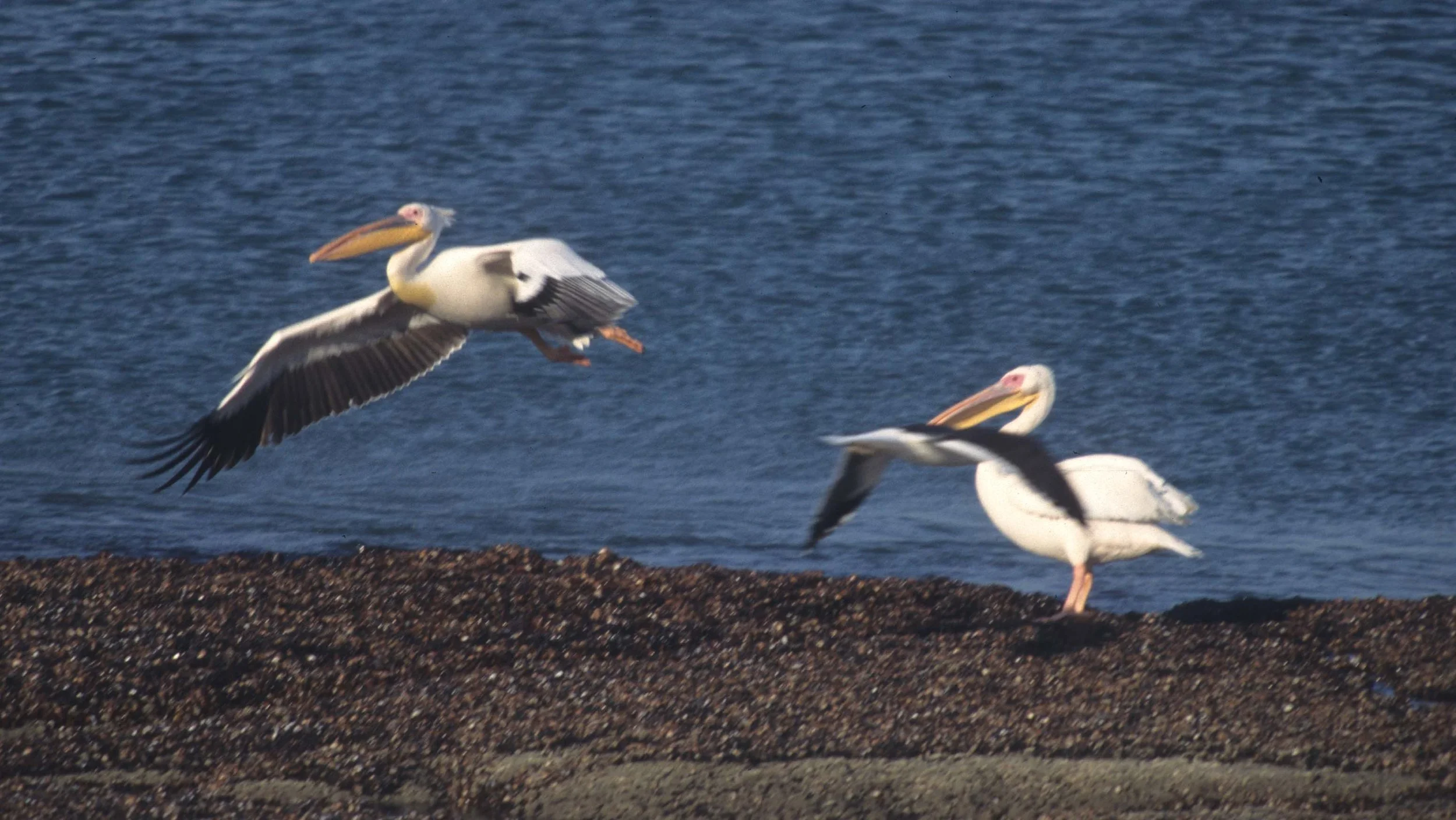 BIRDS - PELICAN - WHITE - NAMIBIA 5.jpg
