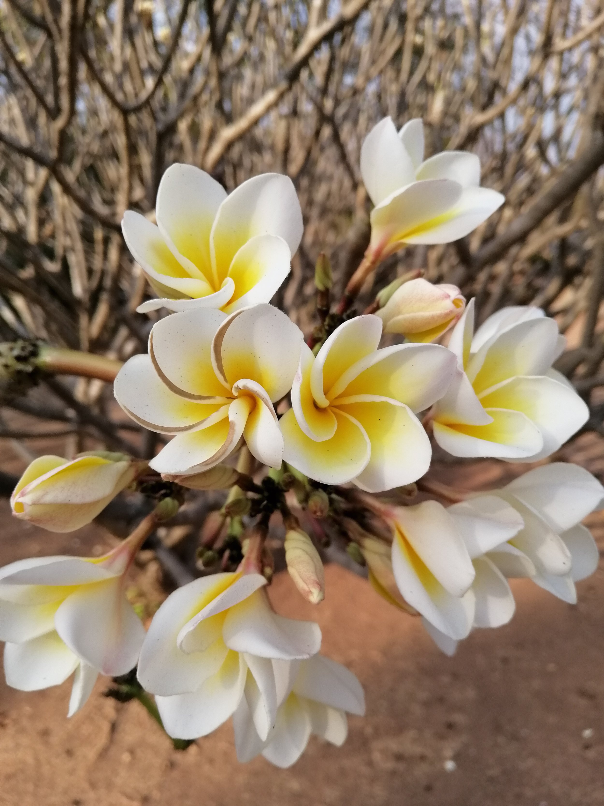 Red Frangipani (Plumeria rubra) and ornamental invasive planted purposefully?  All too often invasives are purposefully planted in Thai national parks because they are pretty?  