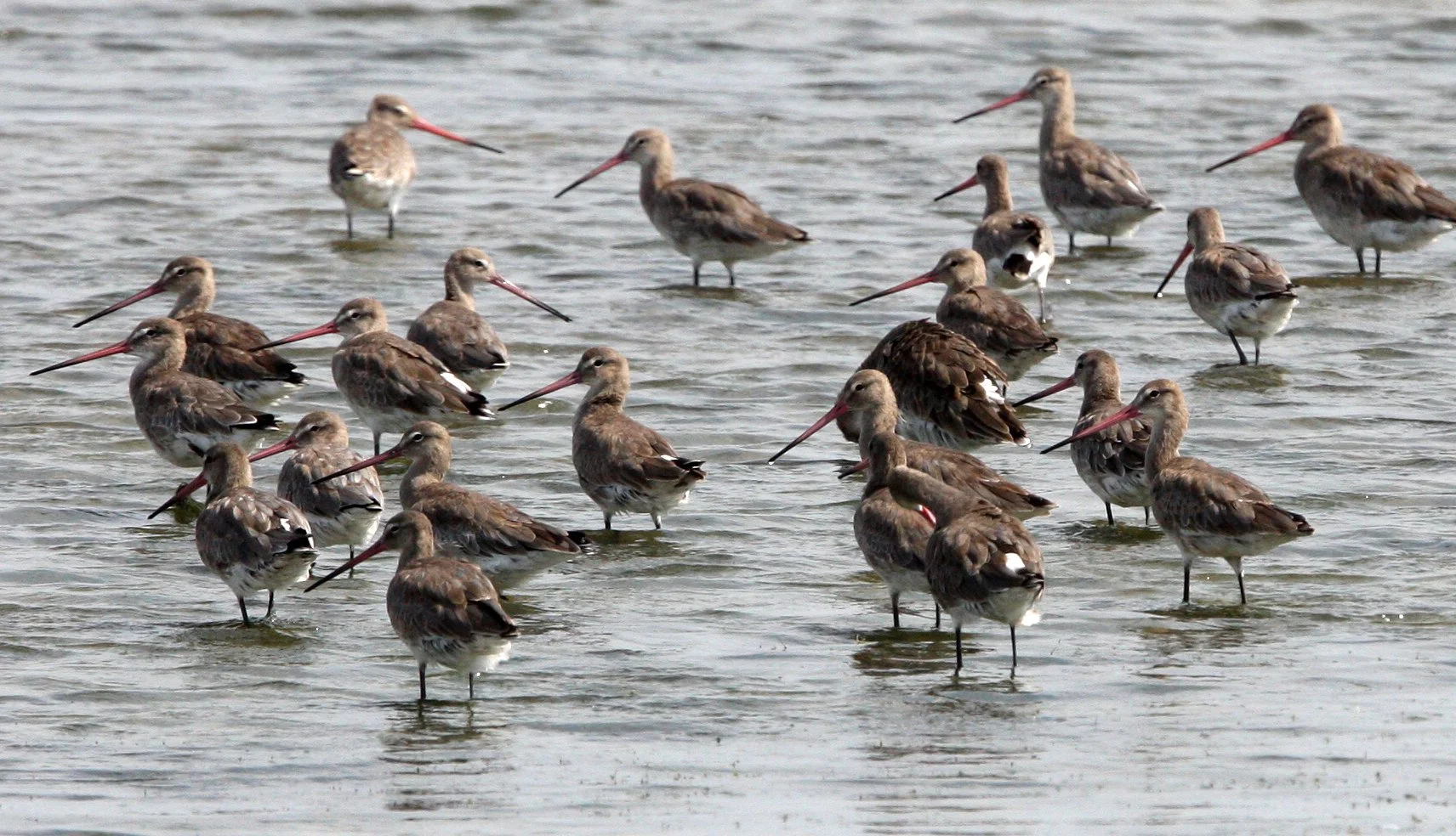BIRD - GODWITS -  BLACK-TAILED GODWITS - PETCHABURI PROVINCE, PAK THALE, THAILAND (2).JPG