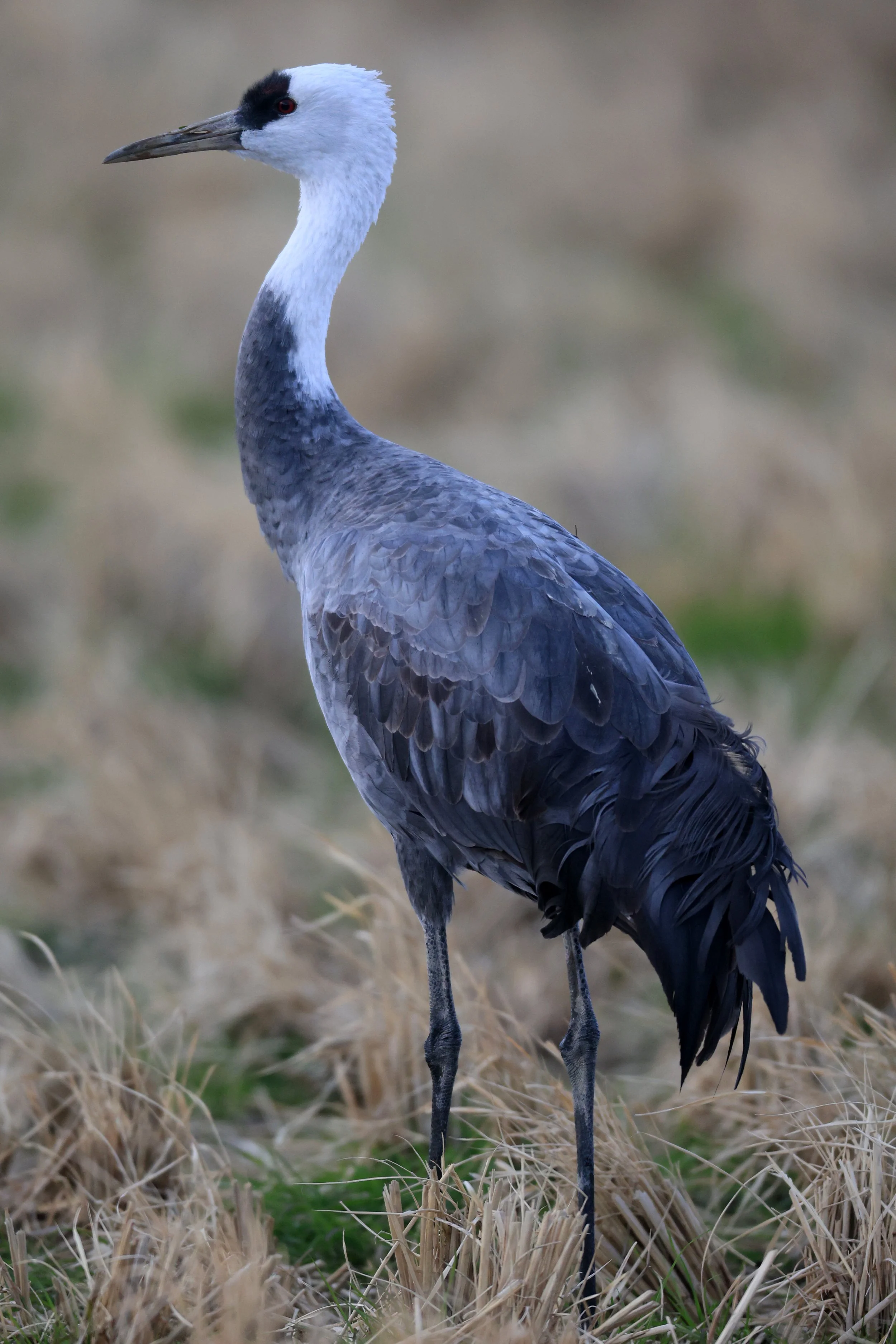 Hooded Crane (Grus monacha) Izumi Crane Park & Center, Izumi Kagoshima Kyushu Japan (66).jpg