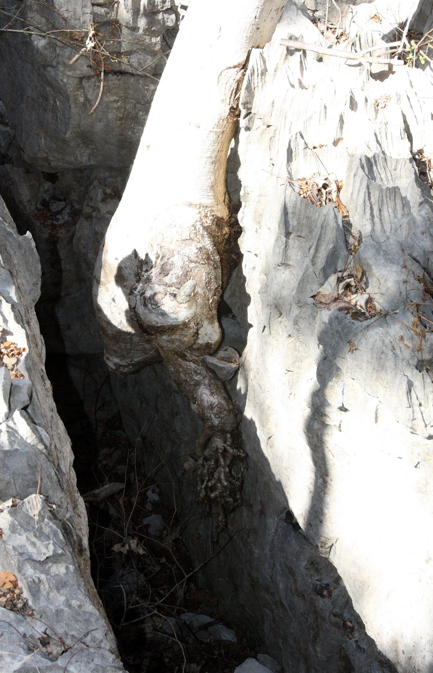 PLANT - CYPHOSTEMMA SPECIES - ANKARANA NATIONAL PARK MADAGASCAR (5).JPG