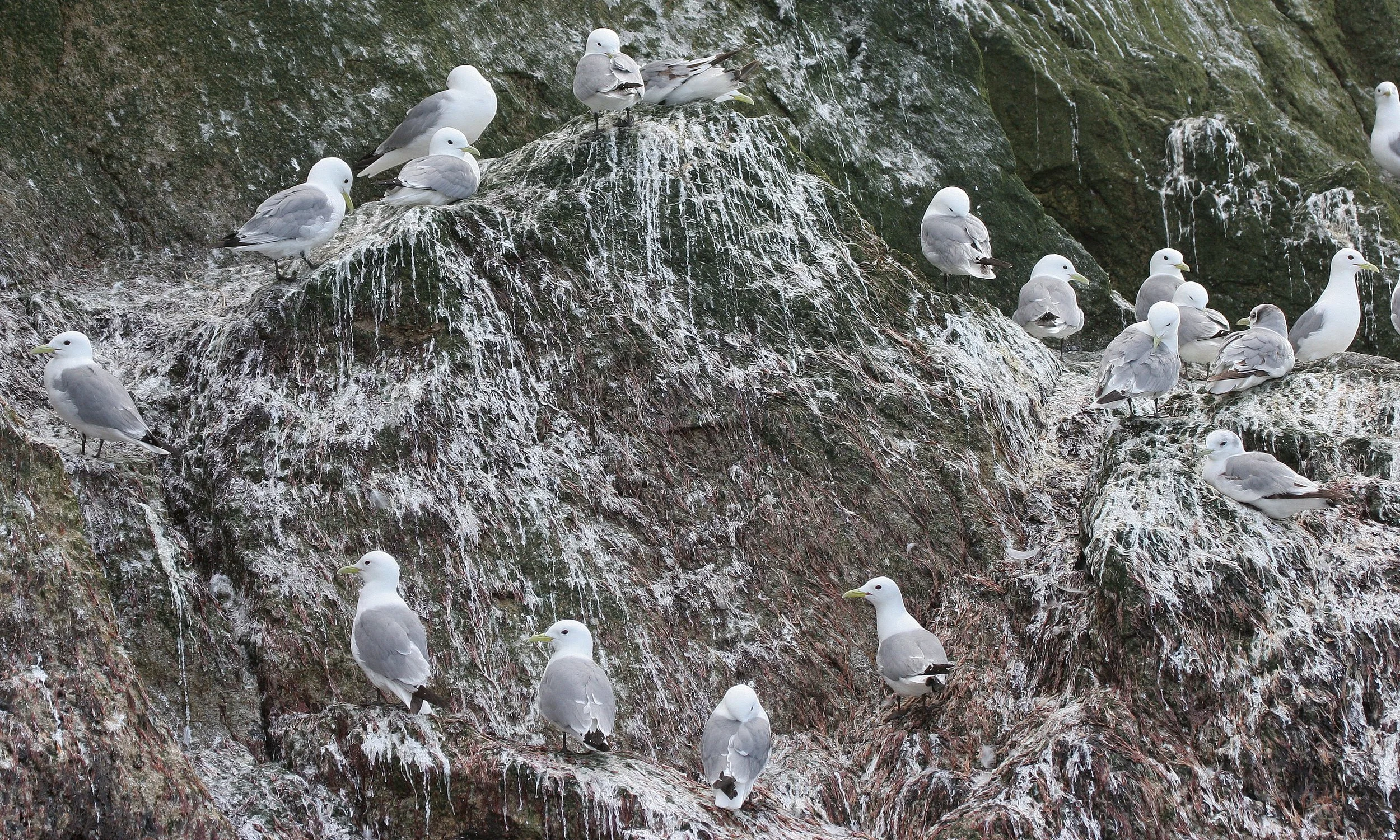BIRD - KITTIWAKE - BLACK-LEGGED - ON COMMANDERS RUSSIA (2).jpg