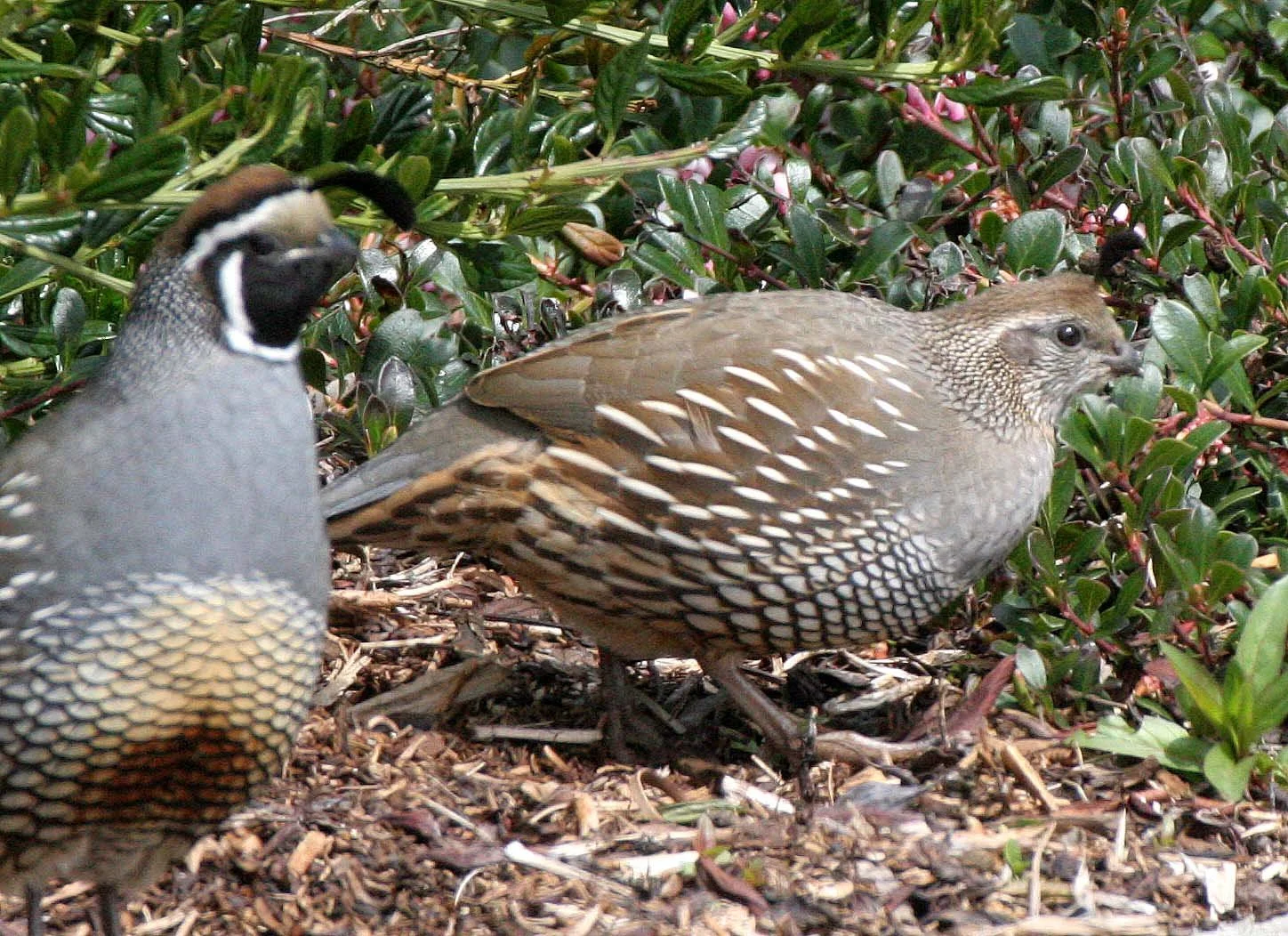 BIRD - QUAIL - CALIFORNIA QUAIL - MORSE CREEK WA (21).JPG