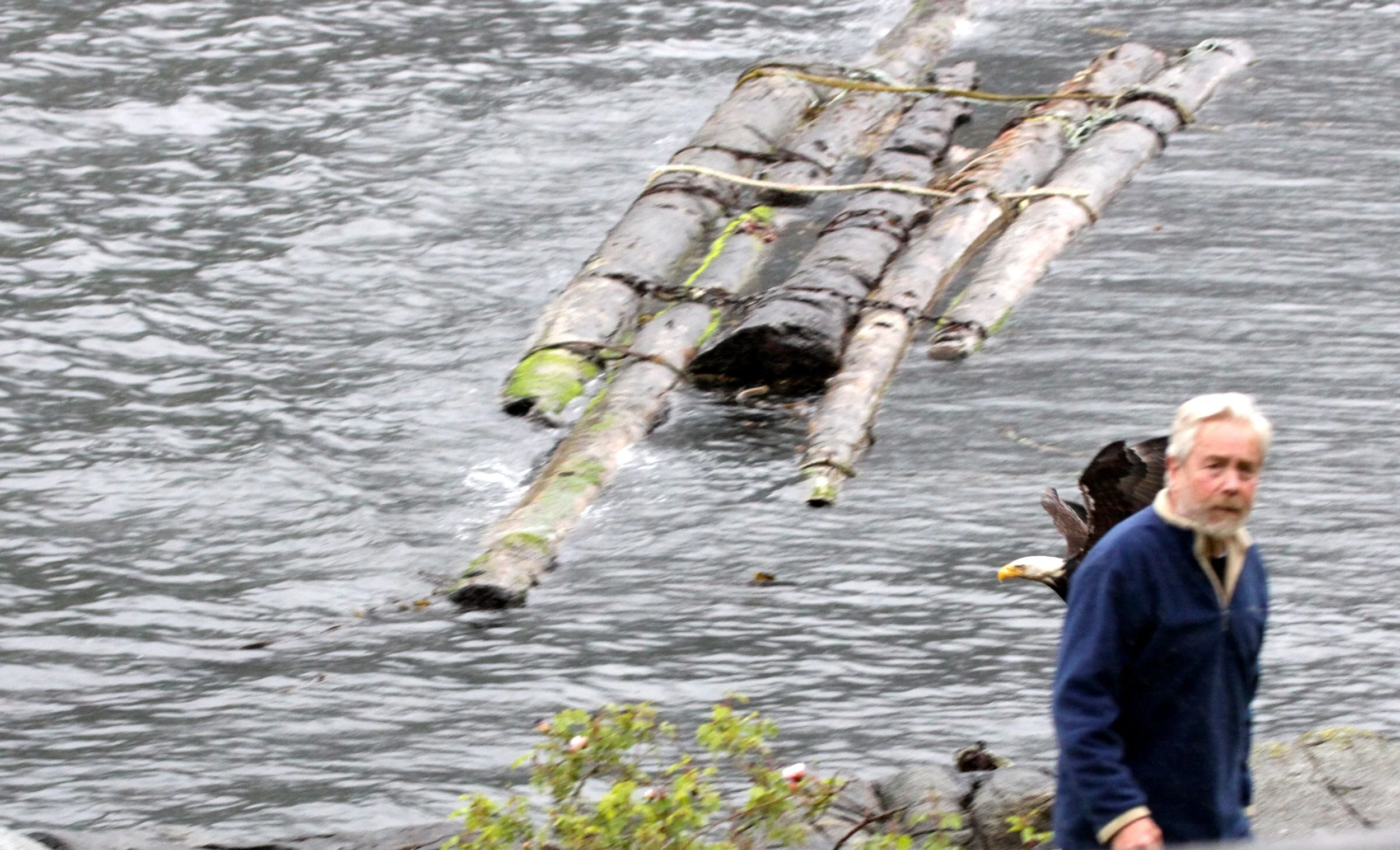 Haliaeetus leucocephalus - AMERICAN BALD EAGLE - SAILCONE LODGE'S RESIDENT EAGLE - KNIGHT'S INLET BC (16).JPG