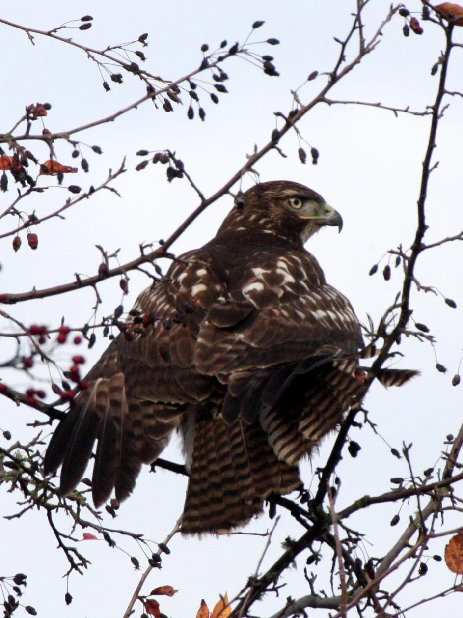 Buteo jamaicensis - RED-TAILED HAWK - JAMESTOWN WA (25).JPG