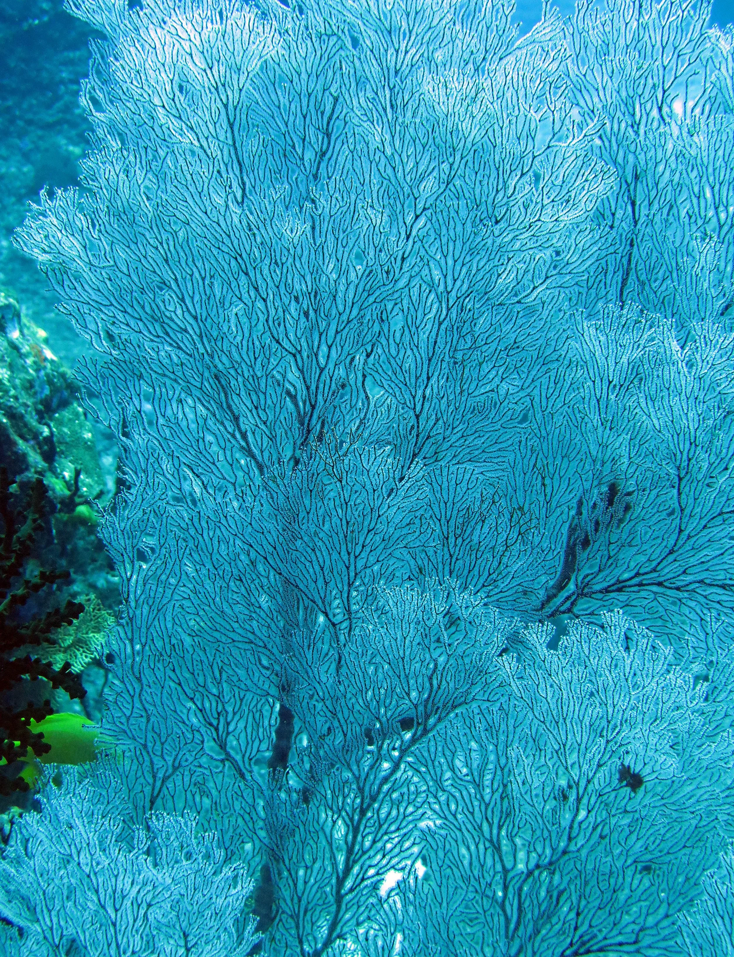 2014 Similan Islands Marine Park Thailand ISB Dive Trip (43).JPG