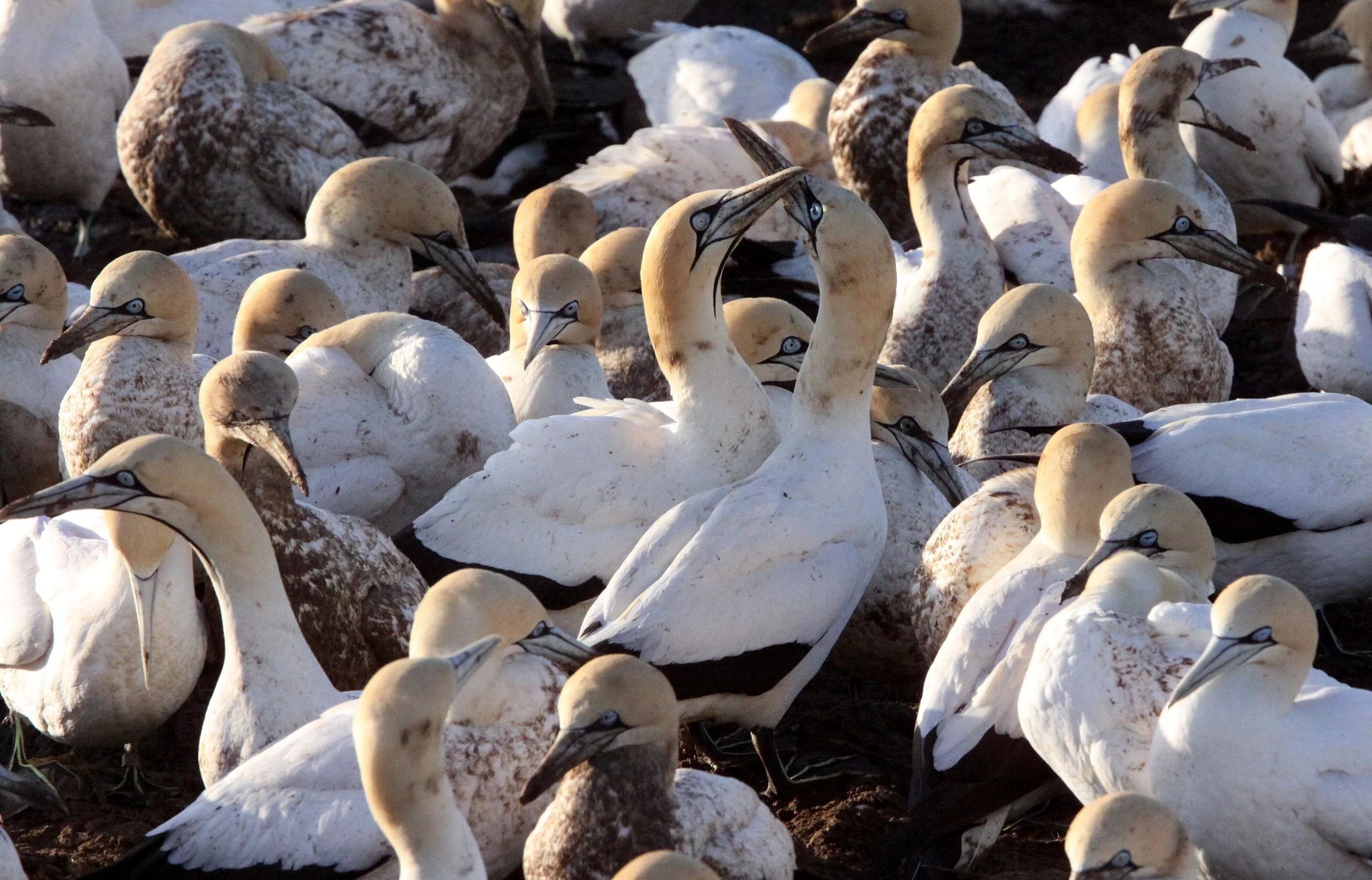Cape gannet (Morus capensis) Lambert's Bay South Africa (13).JPG