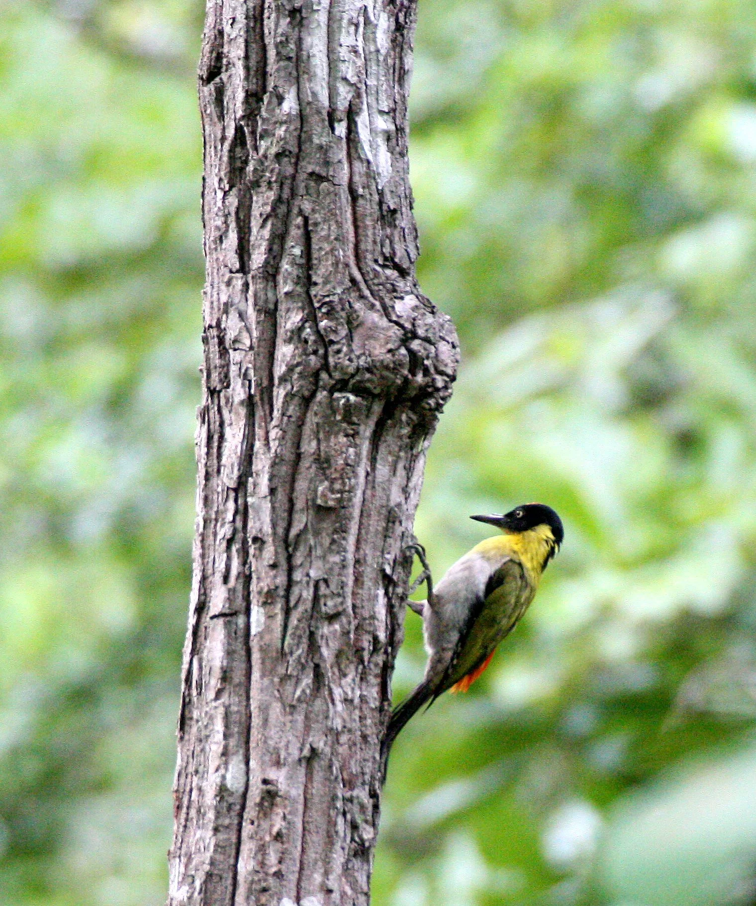 BIRD - WOODPECKER - BLACK-HEADED WOODPECKER - HUAI KHA KHAENG NWS THAILAND (8).JPG