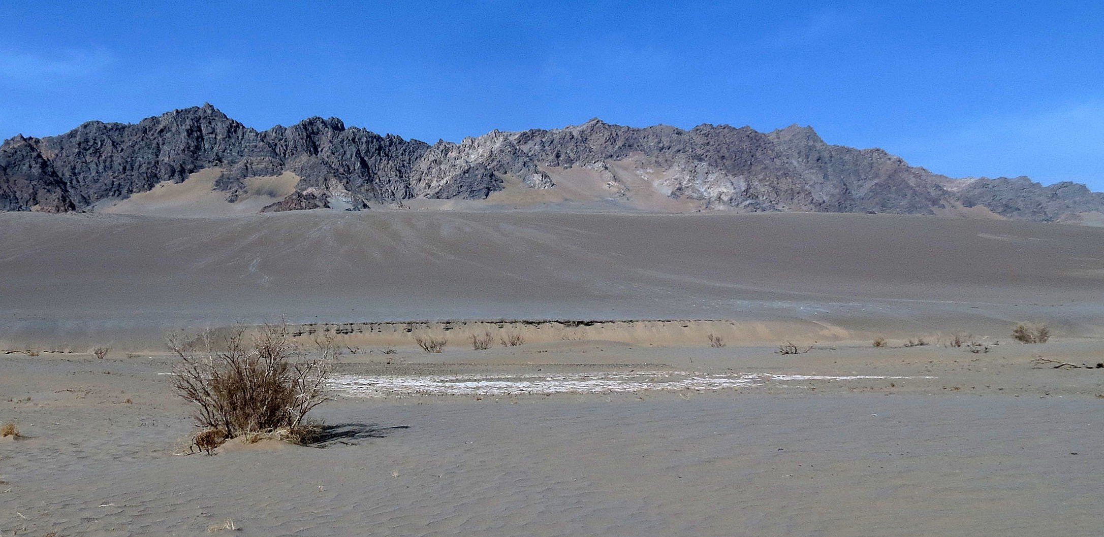 LOP NUR WILD BACTRIAN CAMEL RESERVE - XINJIANG CHINA (15).JPG