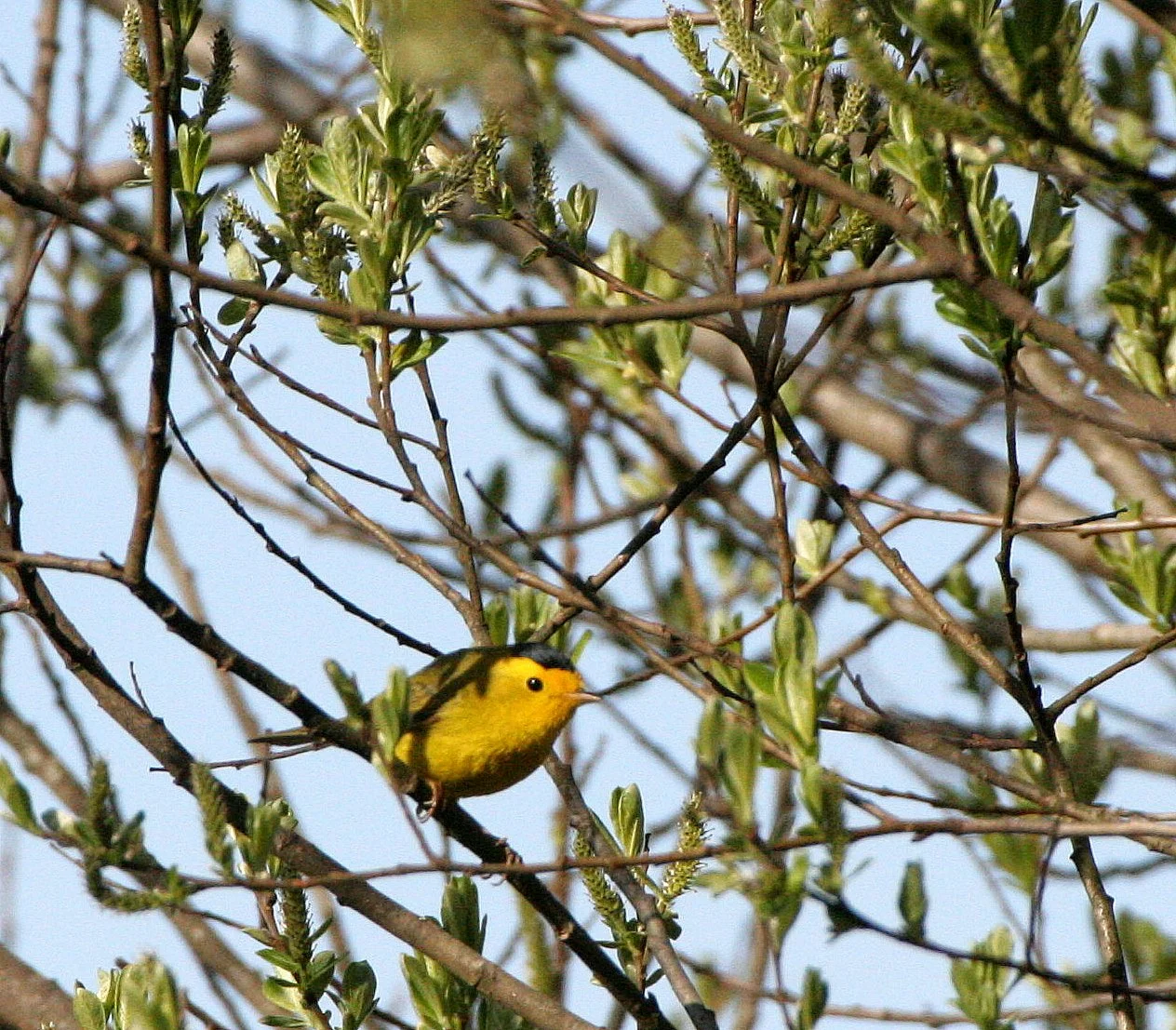 BIRD - WARBLER - WILSON'S WARBLER - LAKE FARM WOODS WA (5).JPG