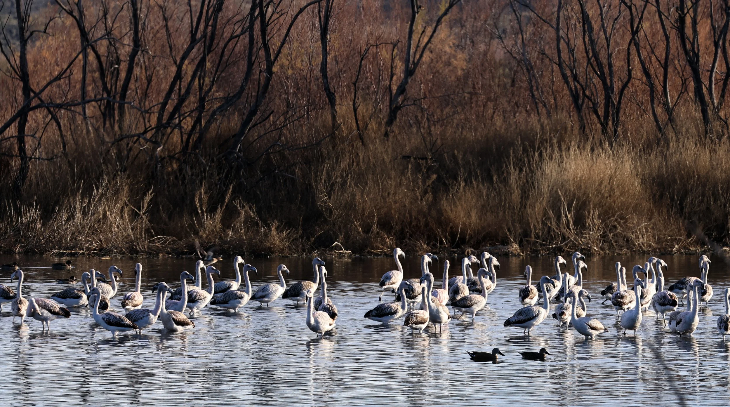 Chilean Flamingo (Phoenicopterus chilensis) Lagunas del Ornitólogo, Trelew Argentina (31).jpg