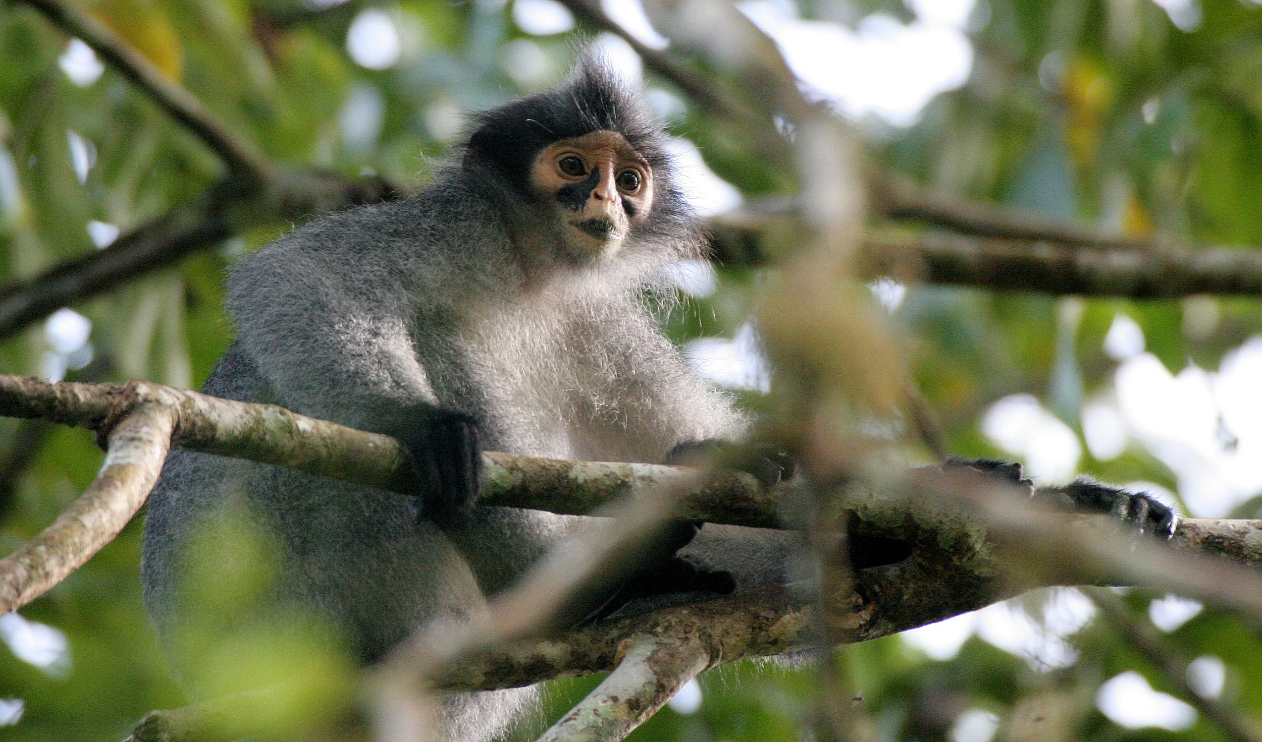 CERCOPITHECIDAE - Presbytis sabana - SABAH GRIZZLED LANGUR - TABIN WILDLIFE RESERVE  (41).JPG
