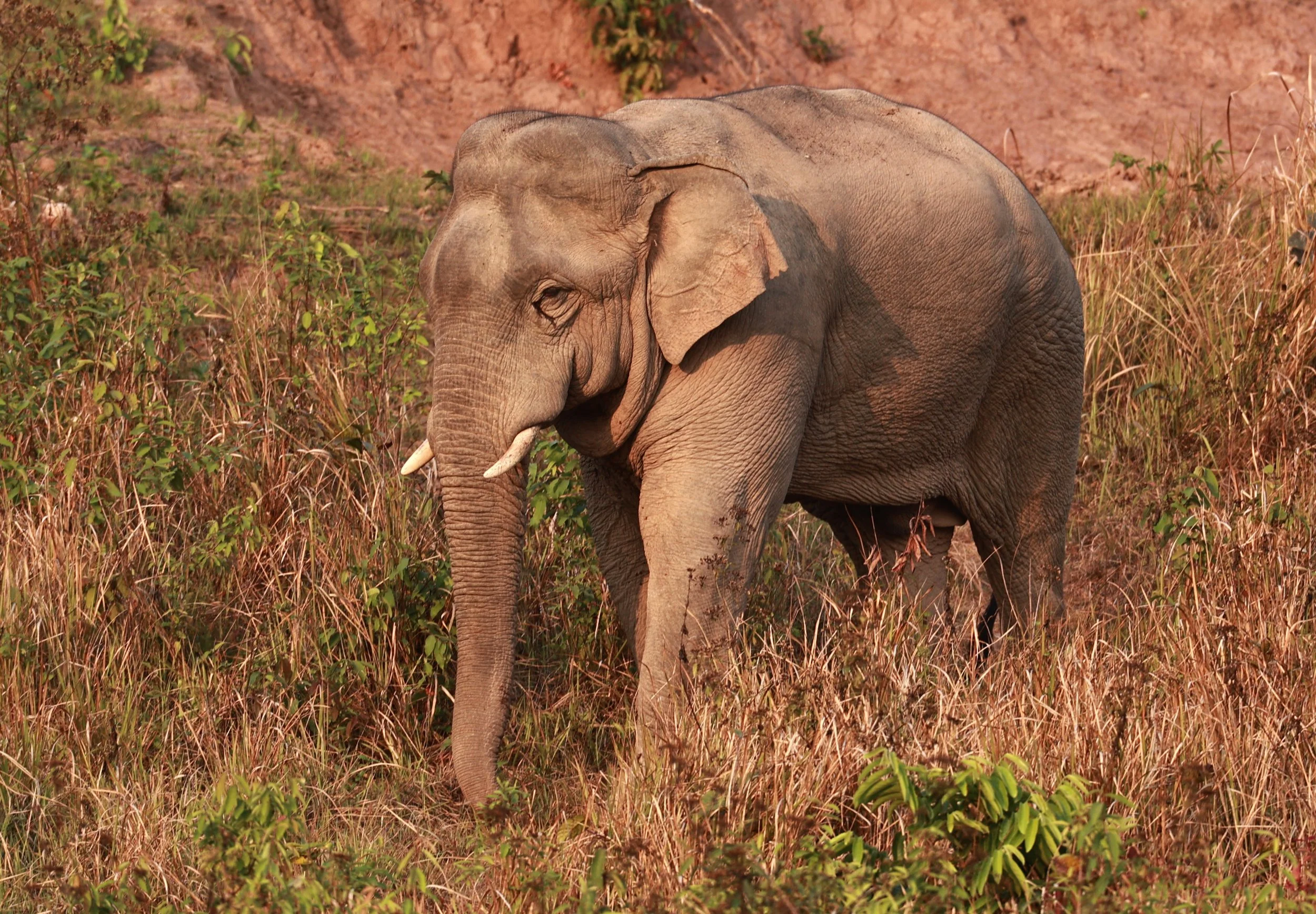 Asian Elephant (Elephas maximus) Khao Yai National Park, Thailand (29).jpg