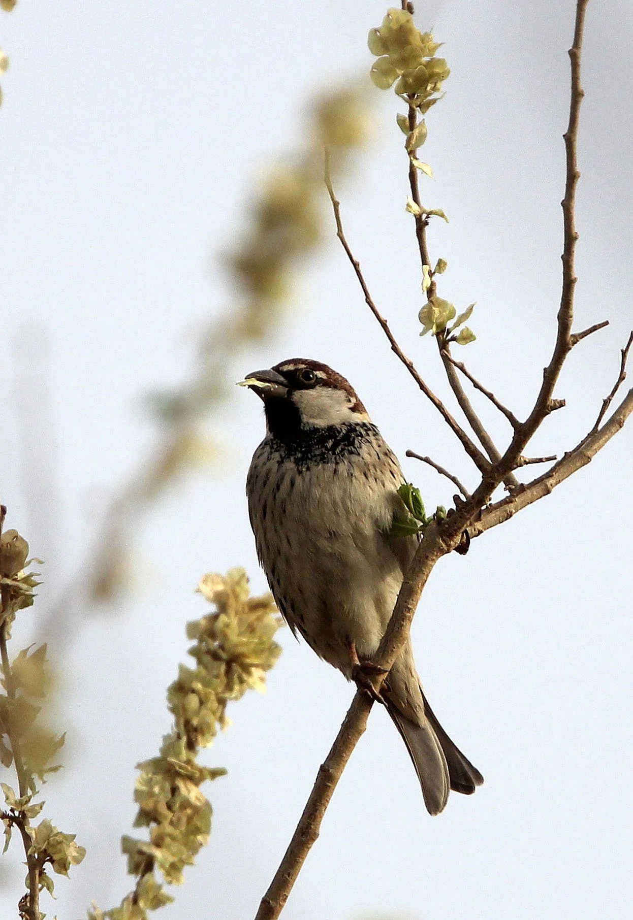 Spanish Sparrow (Passer hispaniolensis) Turpan Xinjiang China (12).JPG