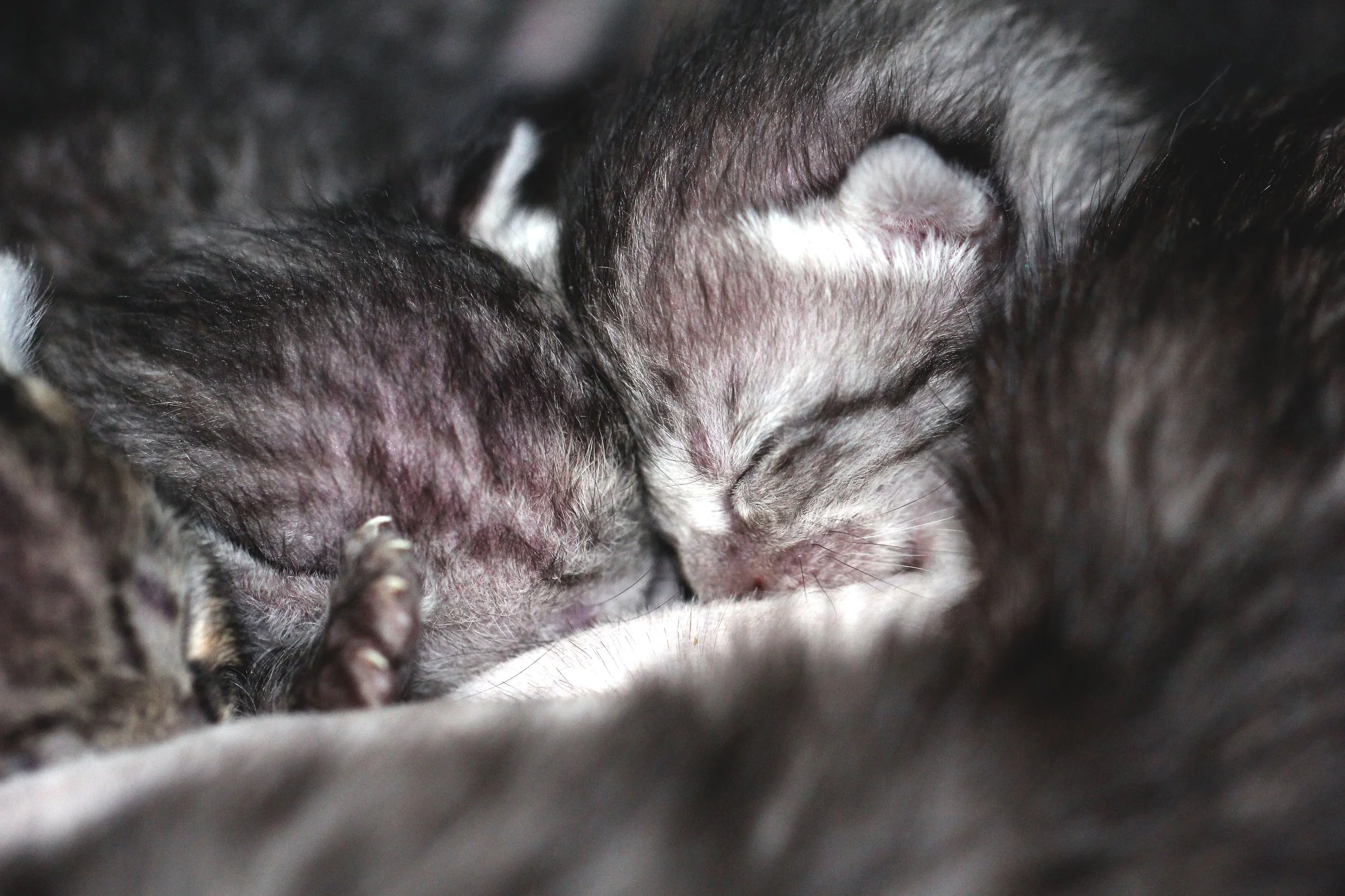 2017 Graffiti Tour in Bangkok (570).JPG