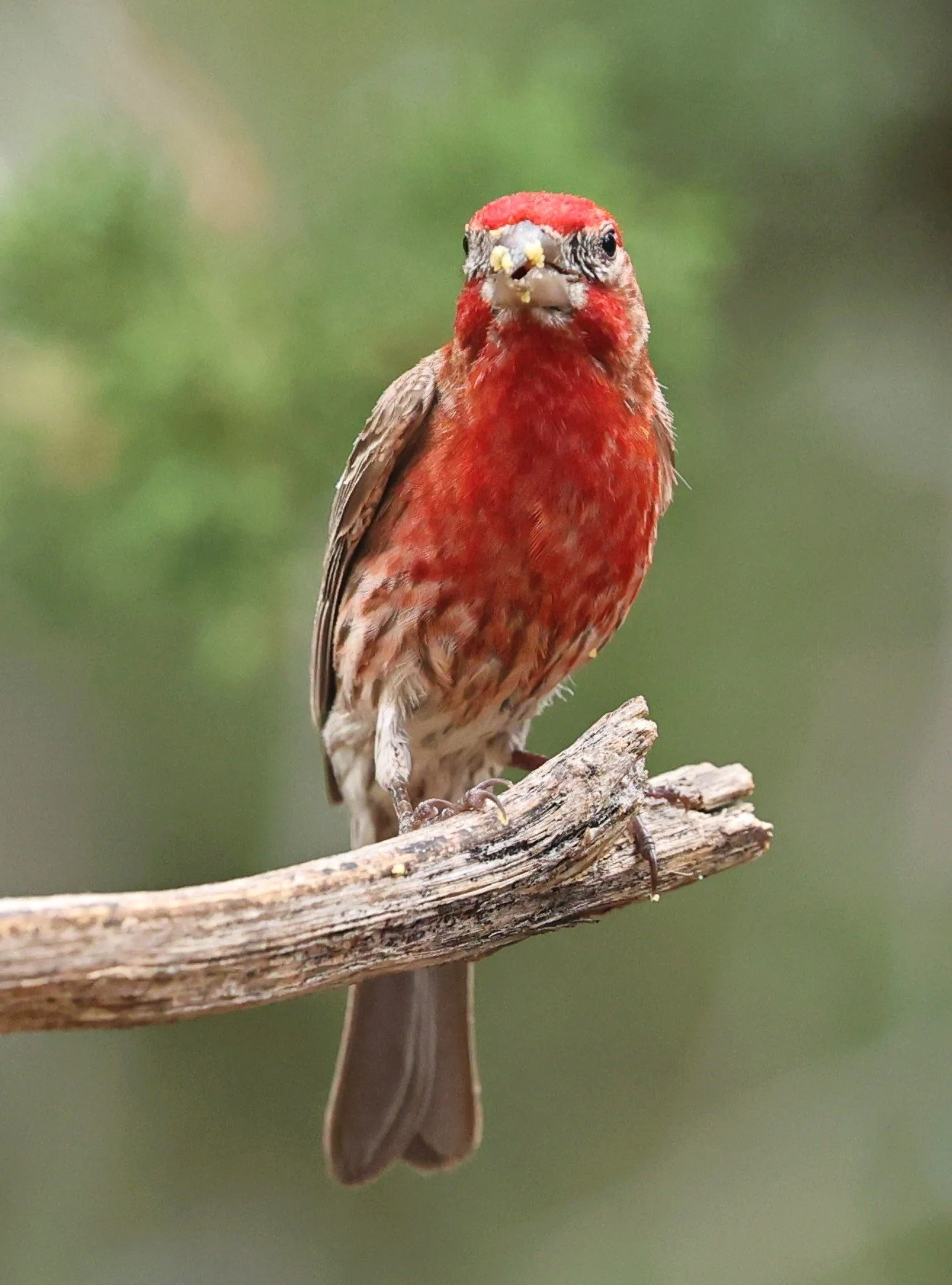 House Finch (Haemorhous mexicanus) Davis Mountains State Park, Texas (34).jpg