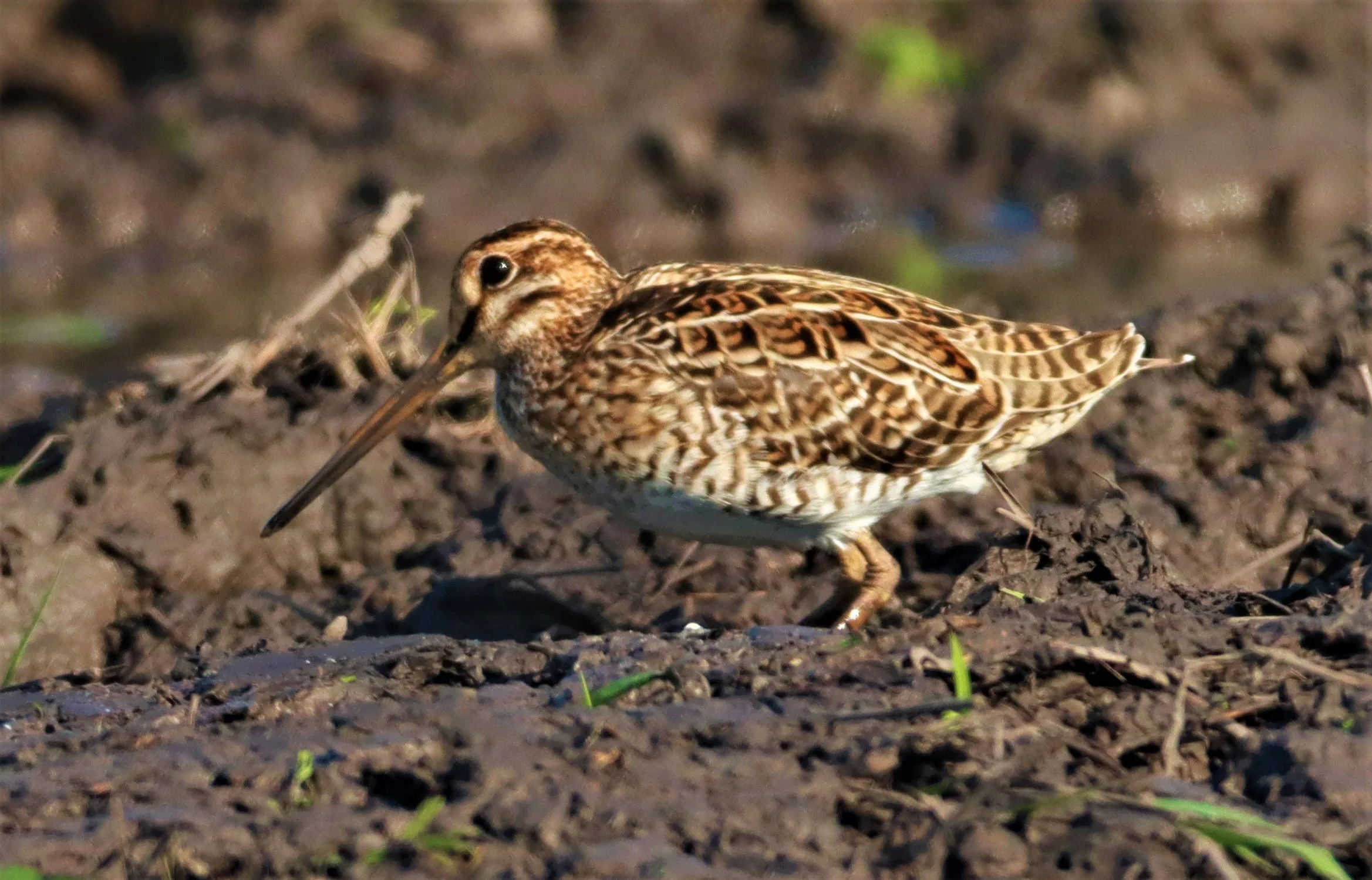 SNIPE - PINTAIL SNIPE - Gallinago stenura - PATHUM THANI RICE RESEARCH CENTER AUGUST 24 2021 (65).jpg
