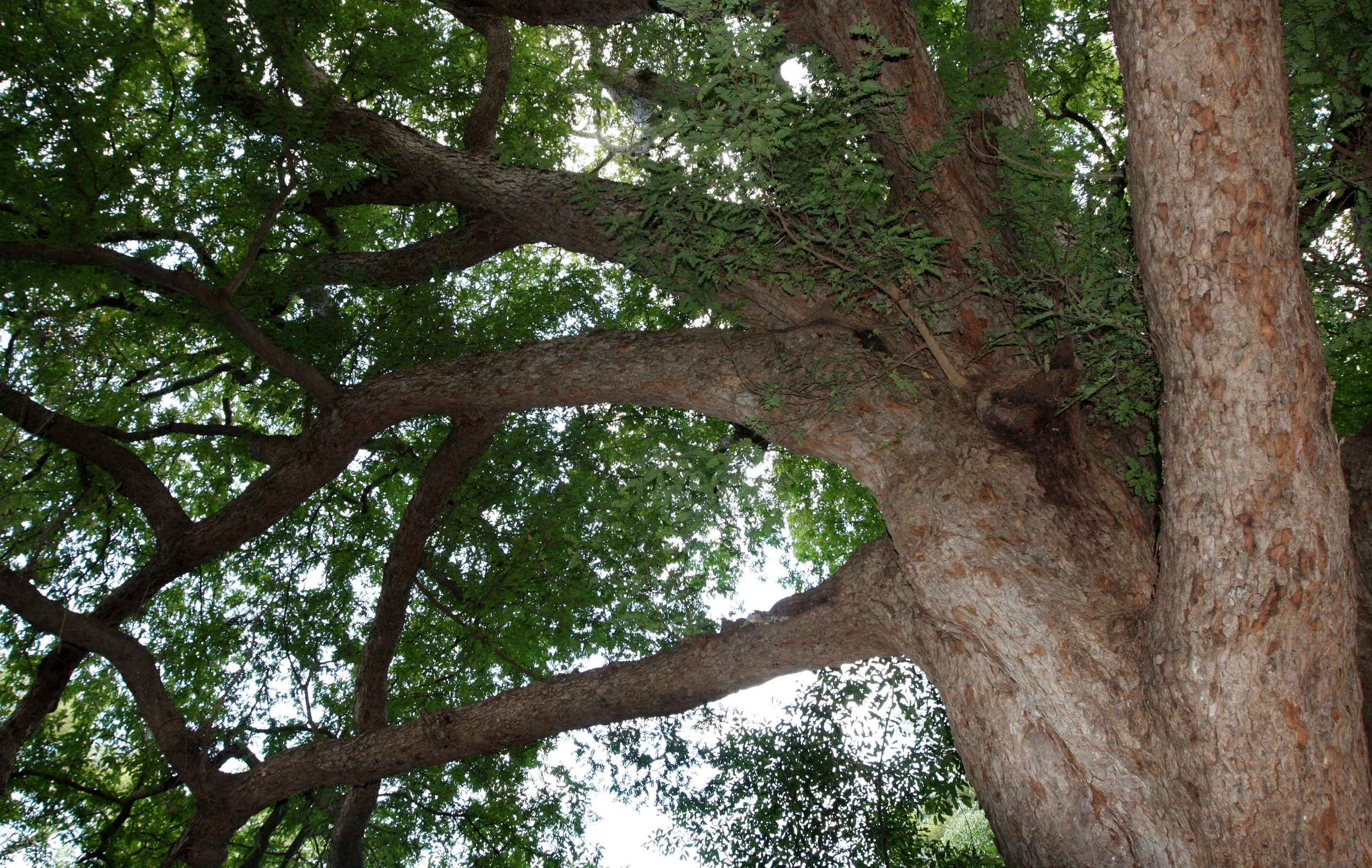PLANT - TAMARAND GALLERY FOREST - BERENTY RESERVE MADAGASCAR (4).JPG
