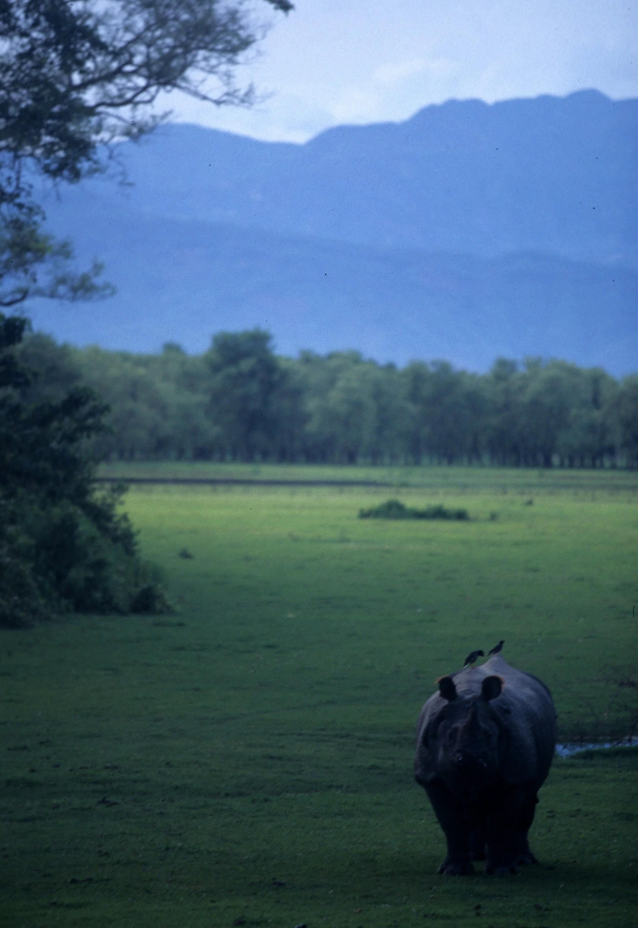 RHINO - ASIAN RHINO - CHITWAN NEPAL C.jpg