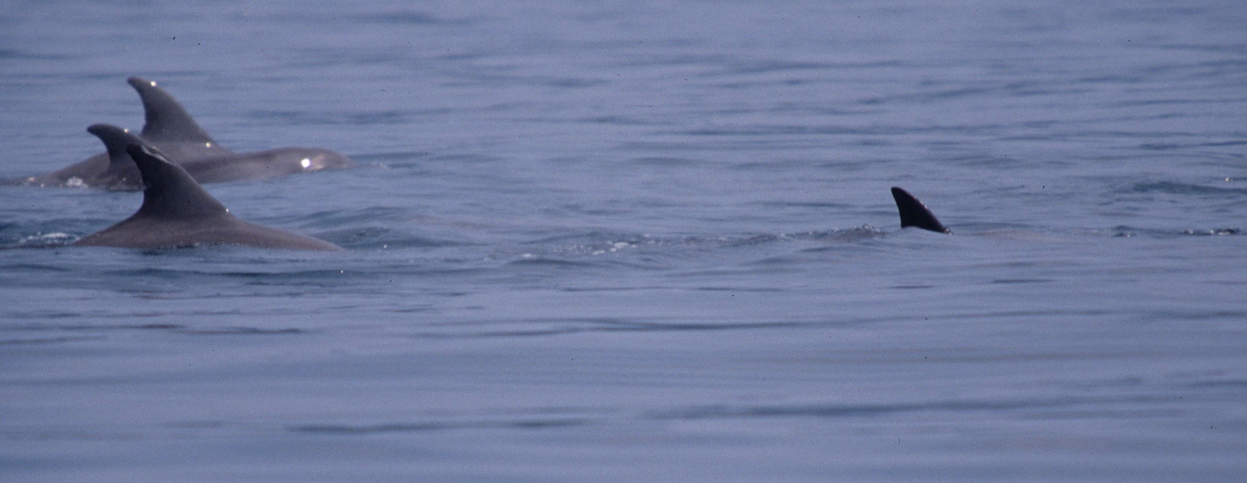 CETACEAN - DOLPHIN - SPECIES A - KOMODO INDONESIA.jpg