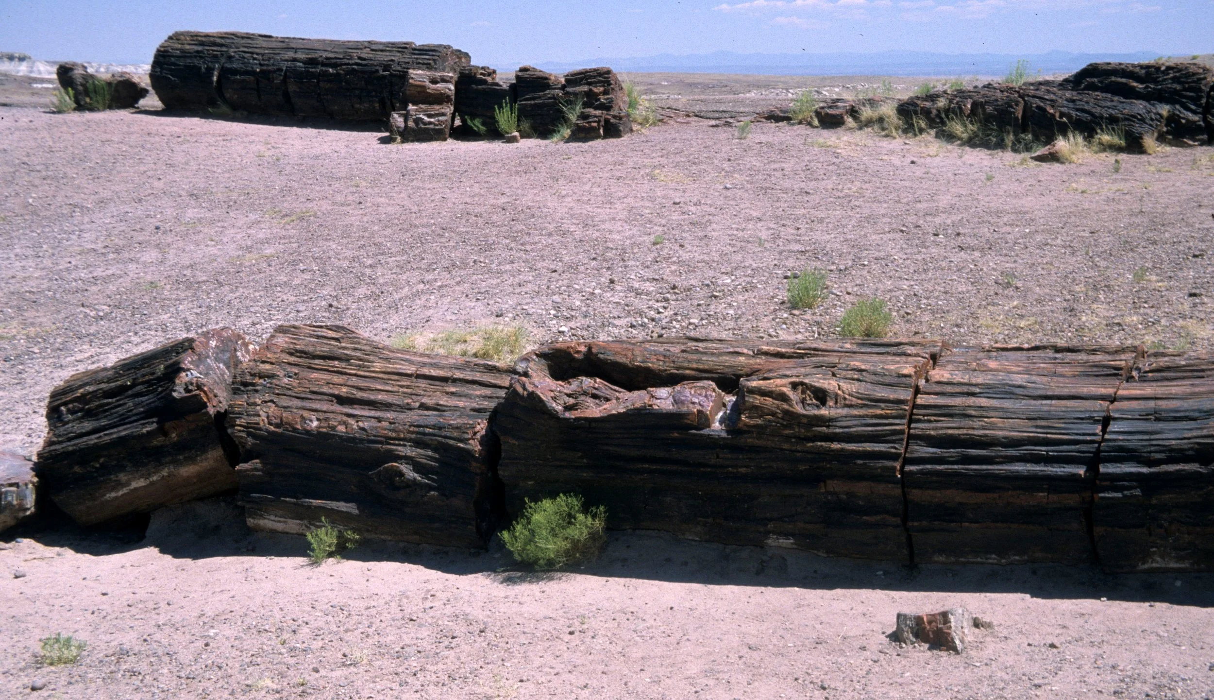 ARIZONA - PETRIFIED FOREST D.jpg