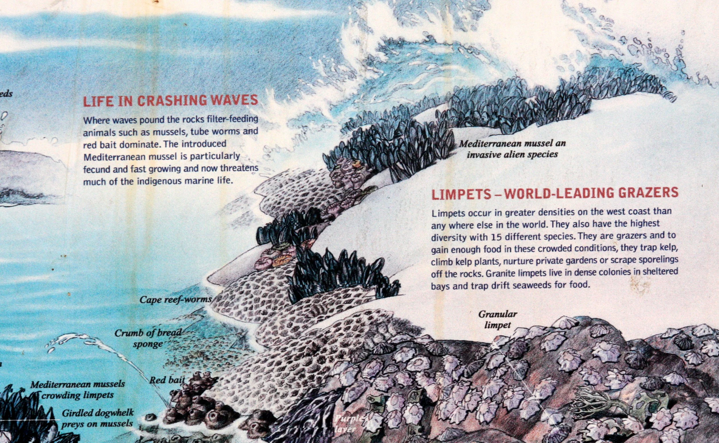 WEST COAST NATIONAL PARK SOUTH AFRICA - MARINE INTERTIDAL COMMUNITY (13).JPG