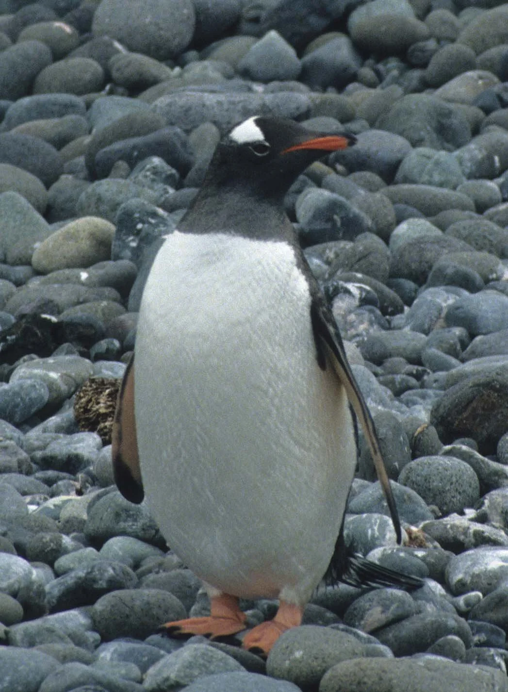 Gentoo Penguin (Pygoscelis papua) Antarctic Peninsula scanned slides 1996 (6).jpg