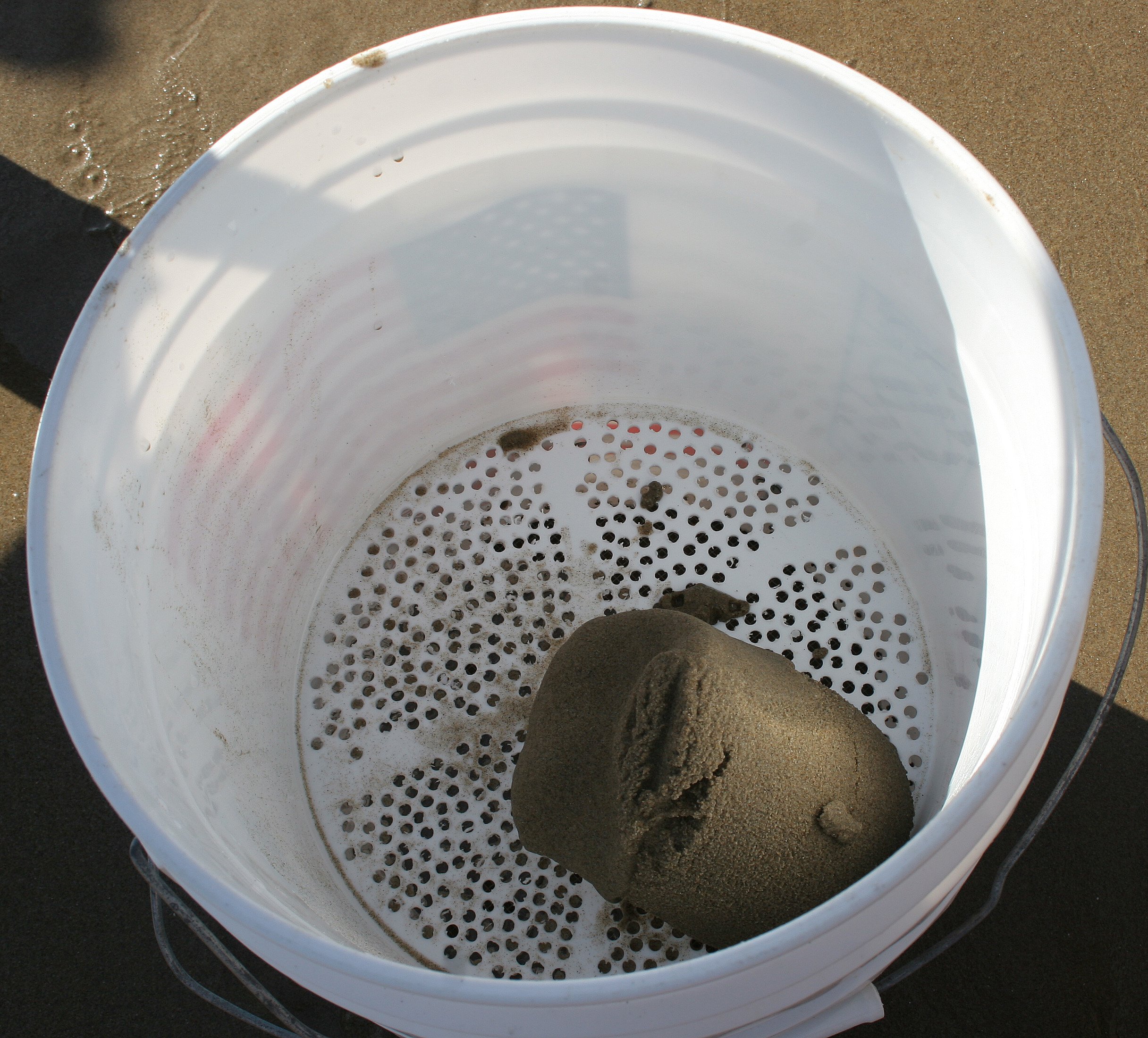 CALIFORNIA - CHANNEL ISLANDS NP - LIMPETS RESEARCH METHODS.jpg