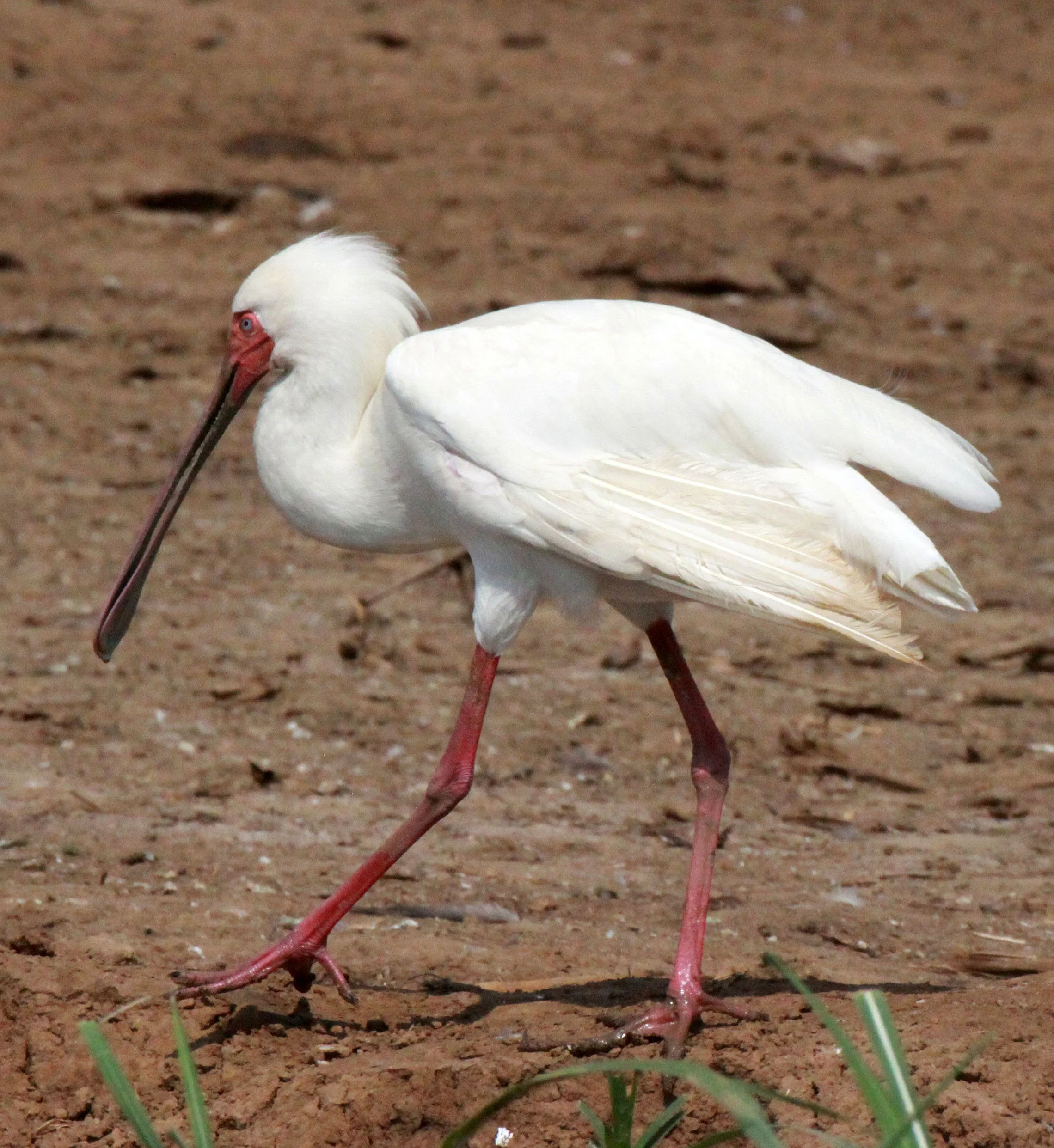 SPOONBILL - AFRICAN SPOONBILL - Platalea alba - QUEEN ELIZABETH NATIONAL PARK UGANDA (8).JPG