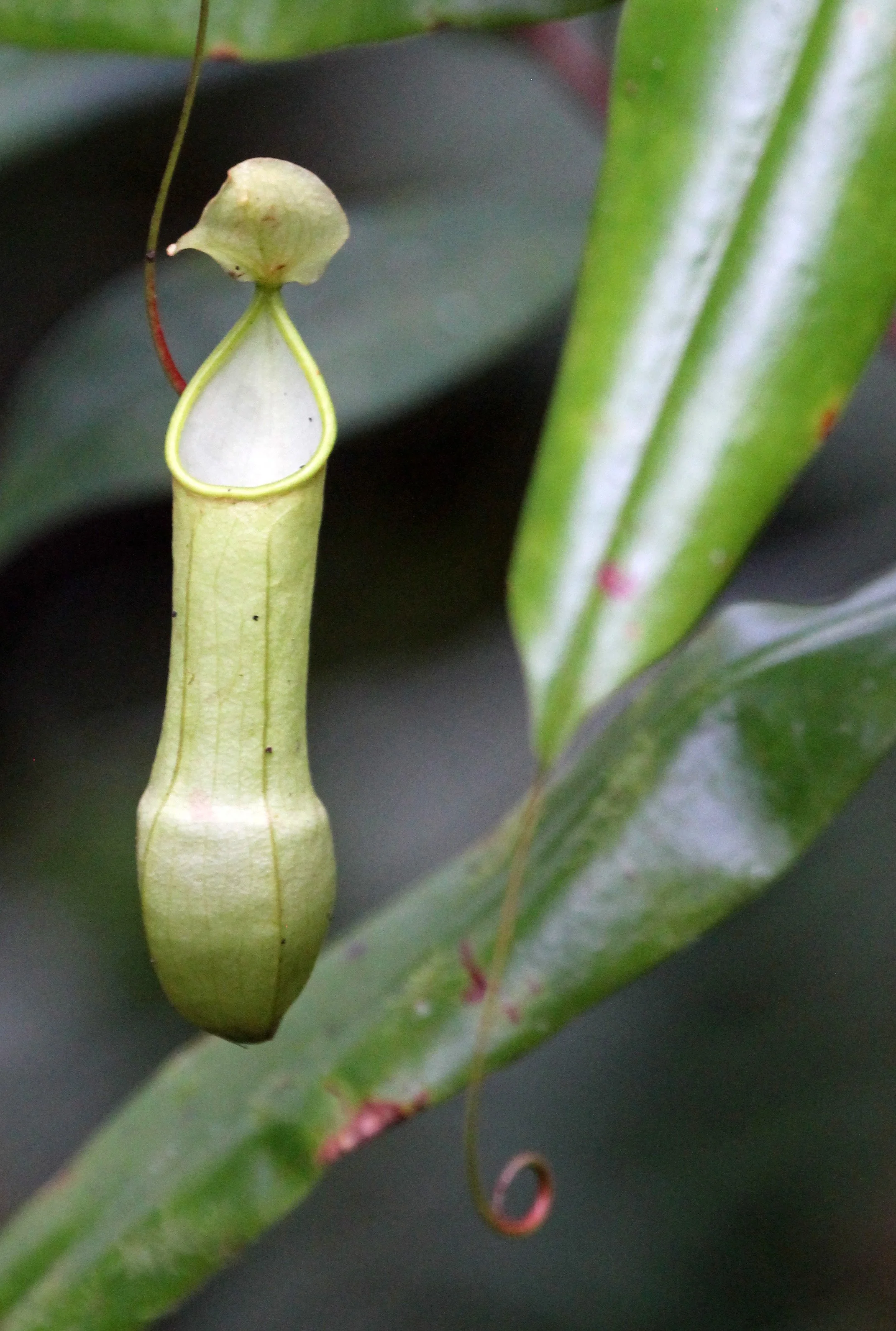 SINGHARAJA NATIONAL PARK SRI LANKA - NEPENTHES SPECIES (1).JPG
