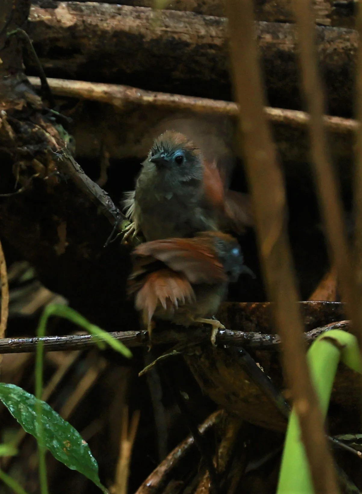 BABBLER - CHESTNUT-WINGED BABBLER - Cyanoderma erythropterum - KRUNG CHING, KHAO LUANG NATIONAL PARK, THAILAND APRIL 2023 (24).jpg