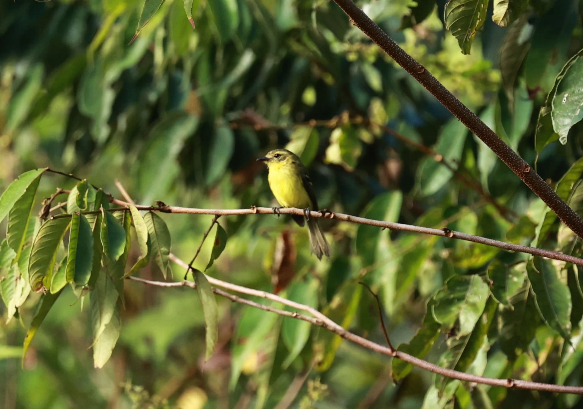 Tyrannulet - Yellow Tyrannulet - Capsiempis flaveola - Estancia, Sergipe & Northern Bahia State, Brazil.JPG