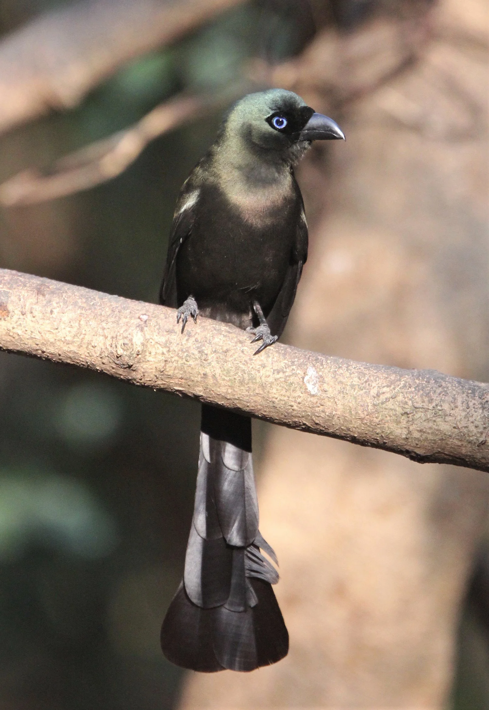 TREEPIE - RACKET-TAILED TREEPIE -Crypsirina temia - KAENG KRACHAN (12).jpg