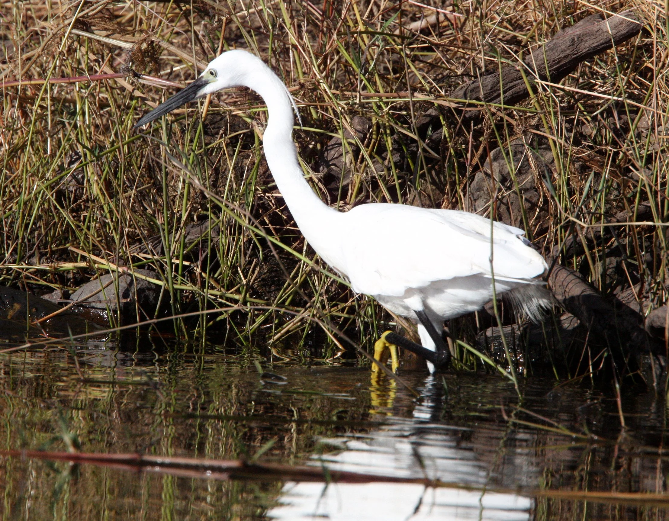EGRET - LITTLE EGRET- Egretta garzetta - CHOBE NATIONAL PARK BOTSWANA (8).JPG