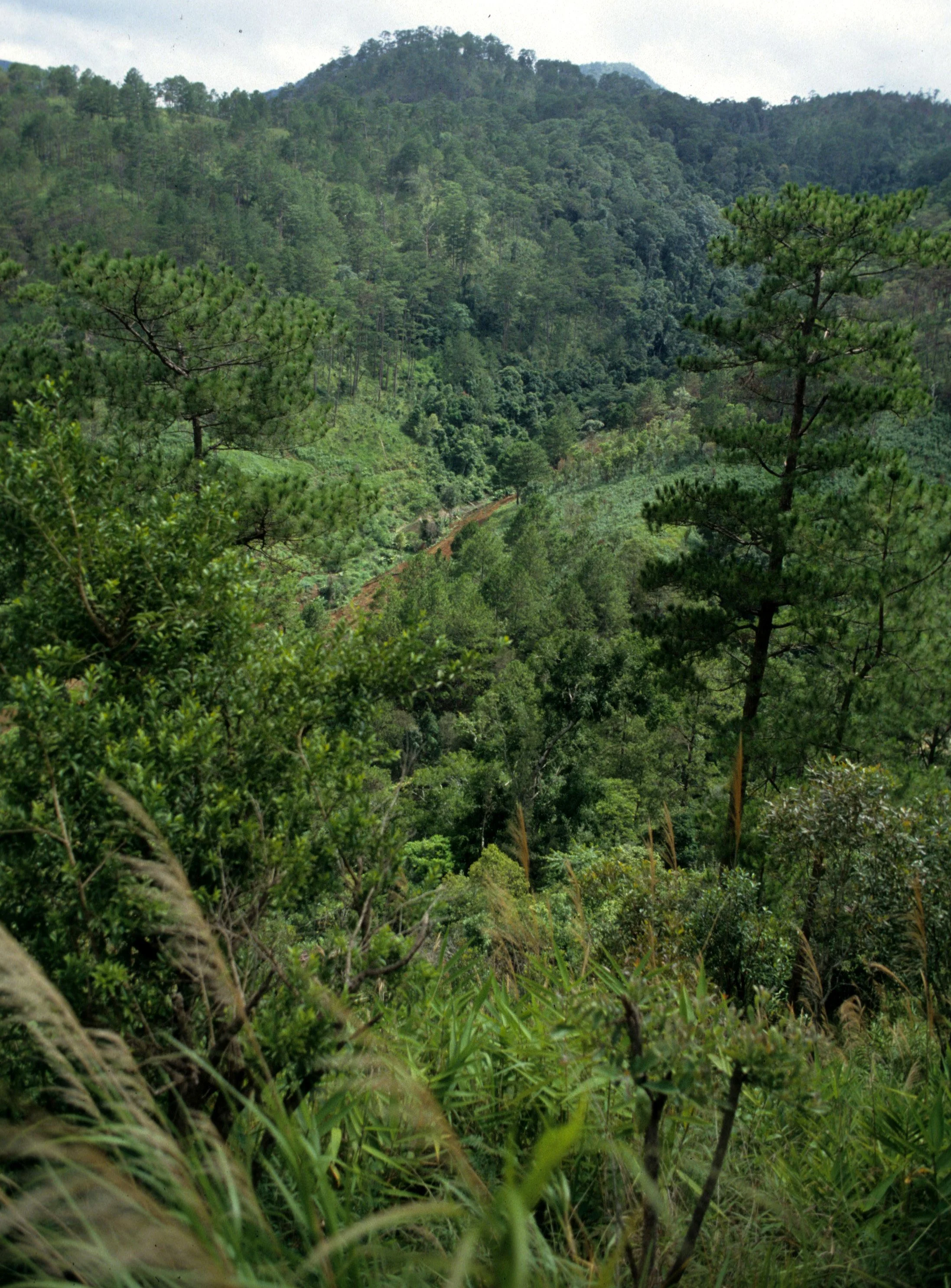 CUC PHUONG NATIONAL PARK - 1994 (4).jpg