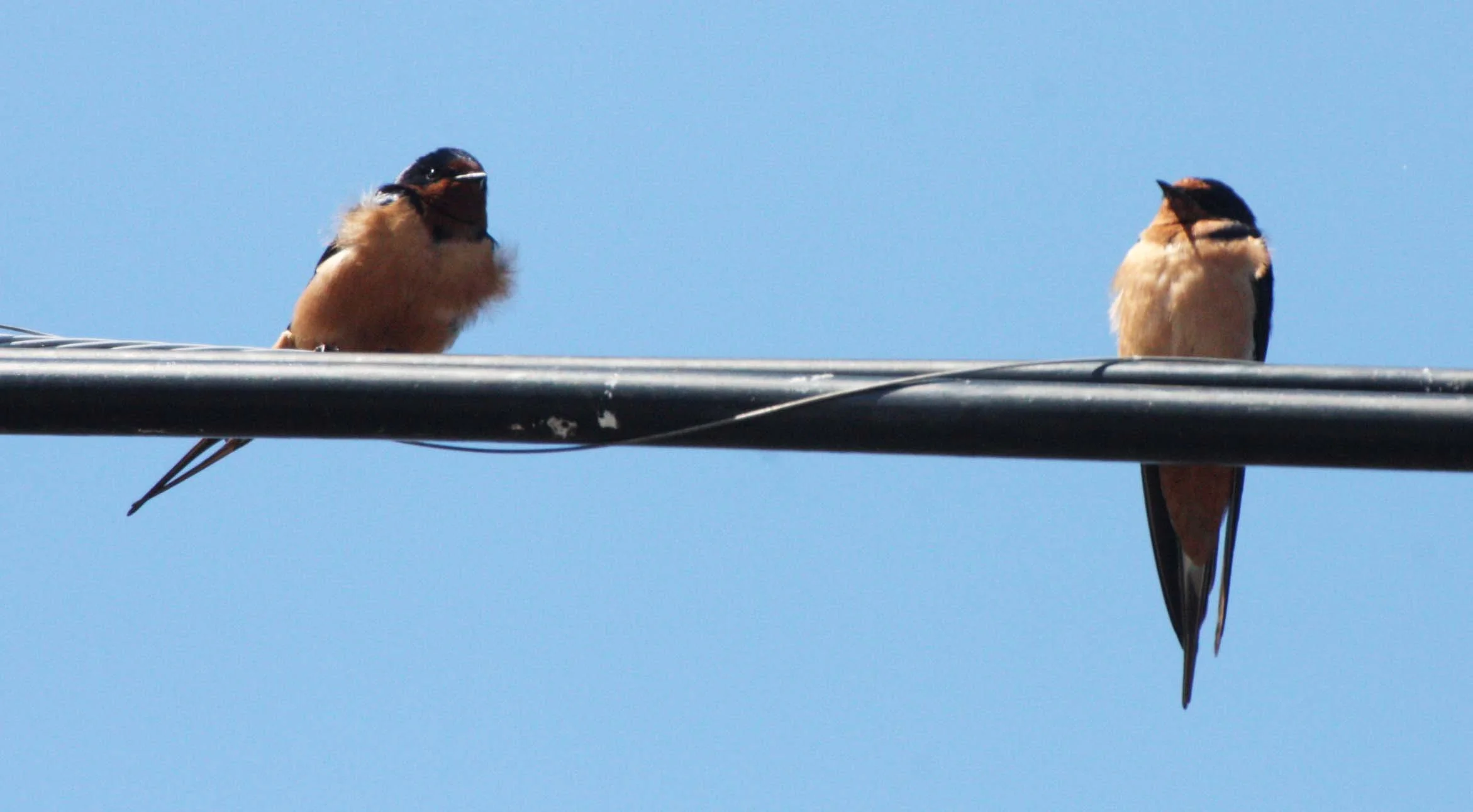 Barn Swallow (Hirundo rustica) Sequim Three Crabs Washington (2).JPG