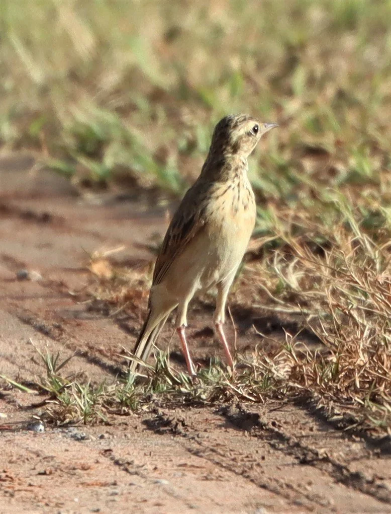 Paddyfield Pipit (Anthus rufulus) KHON KAEN SEWAGE TREATMENT PLANT KHON KAEN UNIVERSITY  (16).jpg