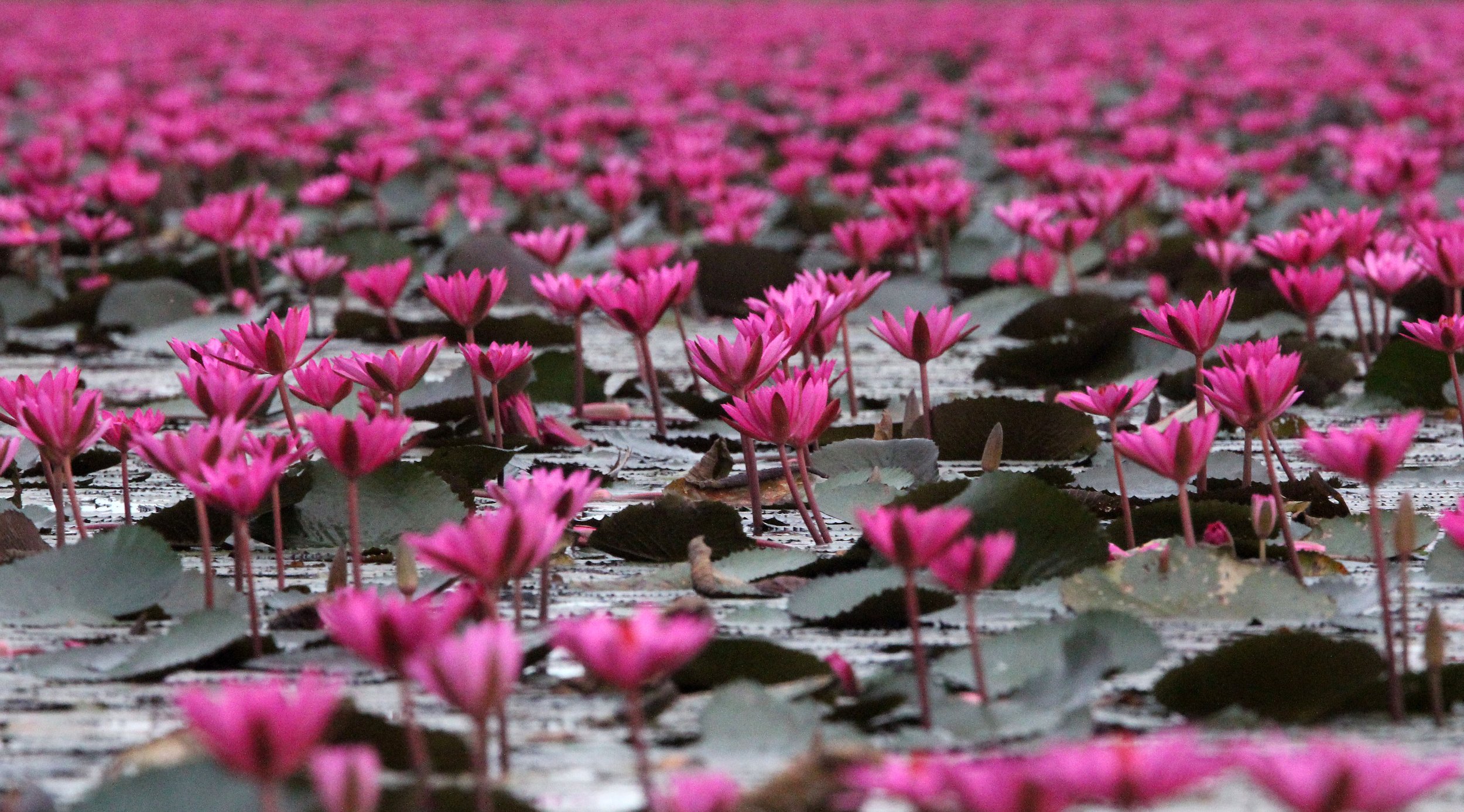 2018 Red Lotus Sea Wetlands Udon Thani Road Trip (81).JPG