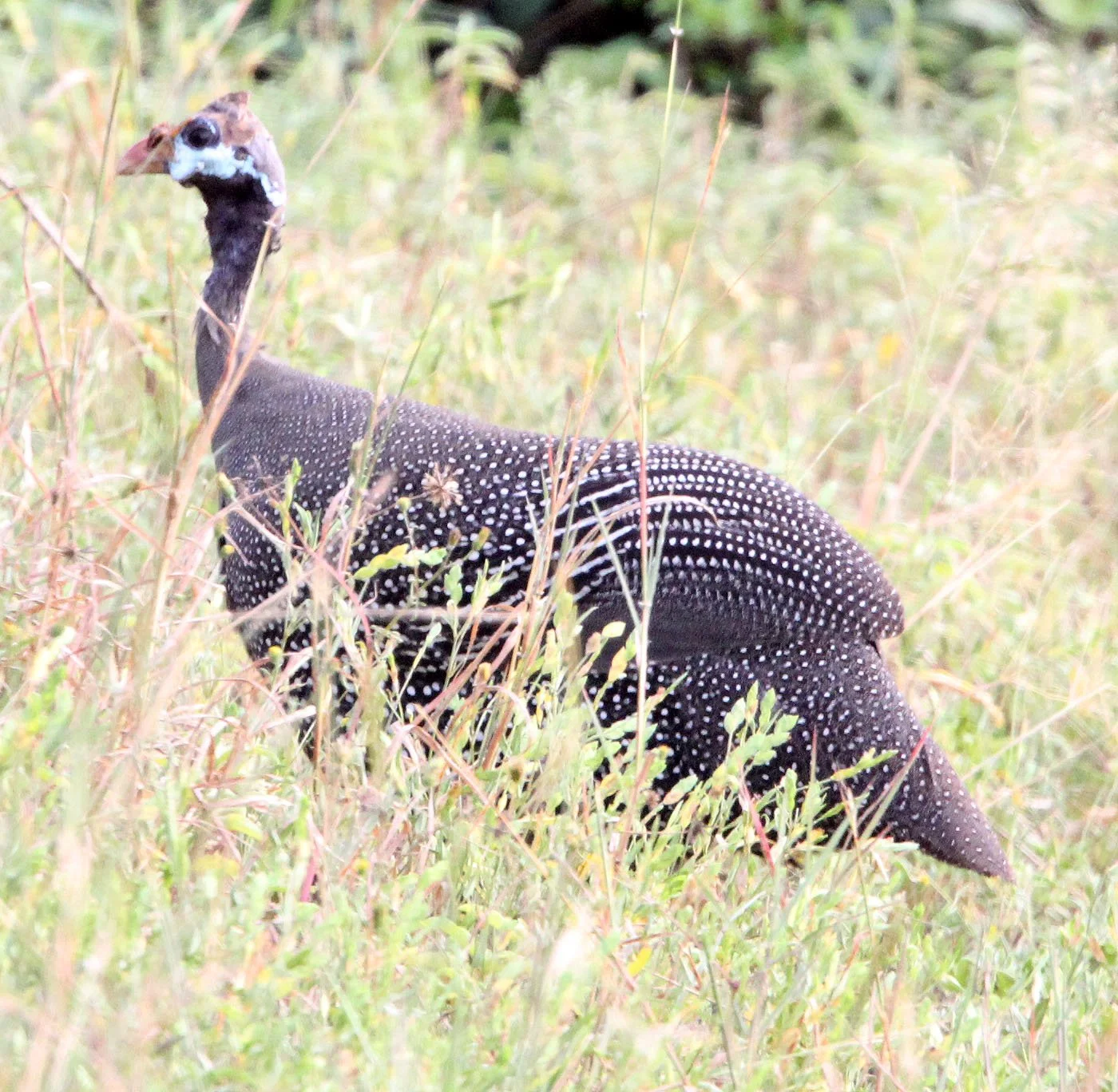 BIRD - GUINEAFOWL - HELMETED GUINEAFOWL - MURCHISON FALLS NATIONAL PARK UGANDA (1).JPG