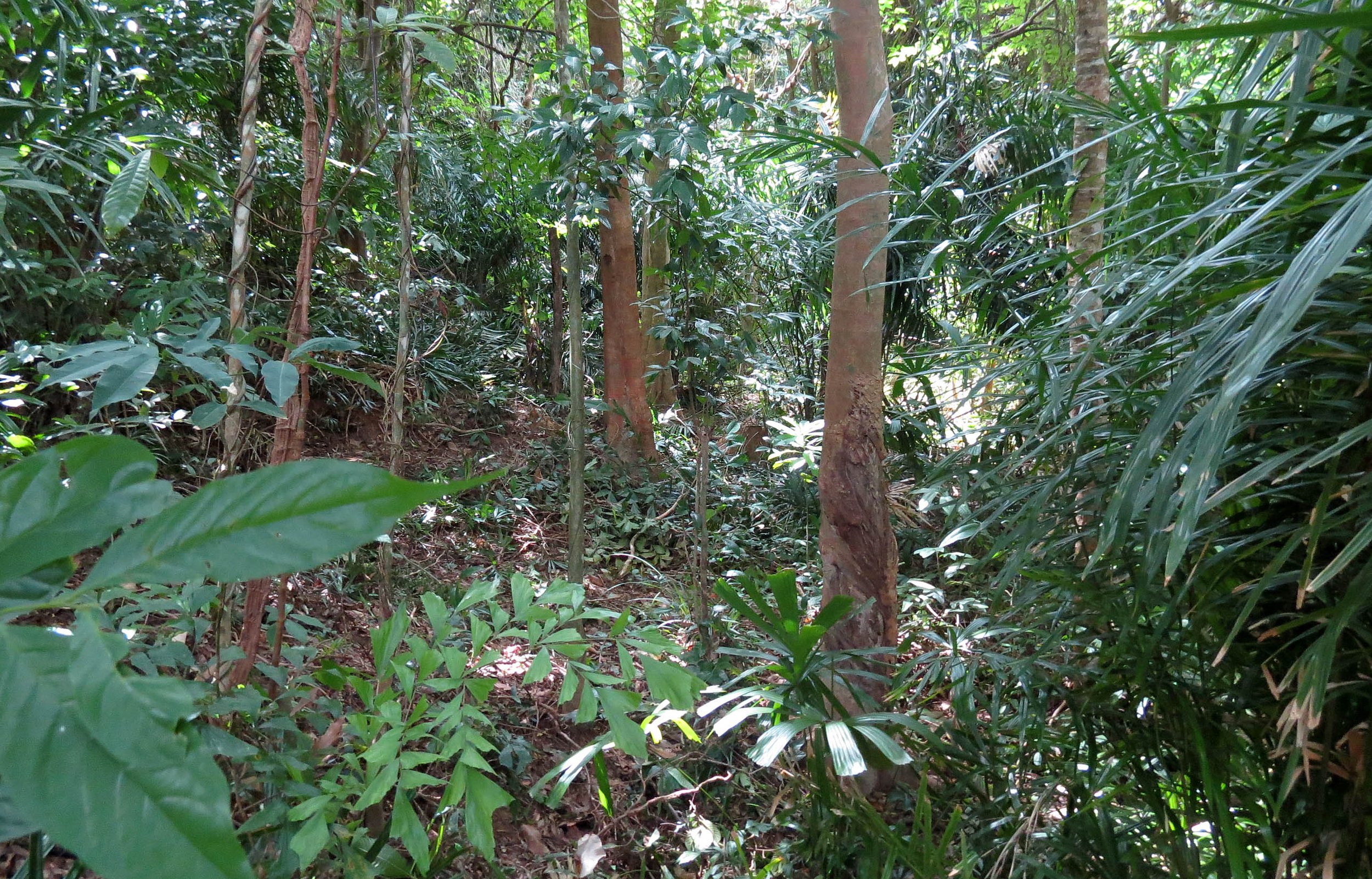 2014 Koh Lanta Build (97).JPG