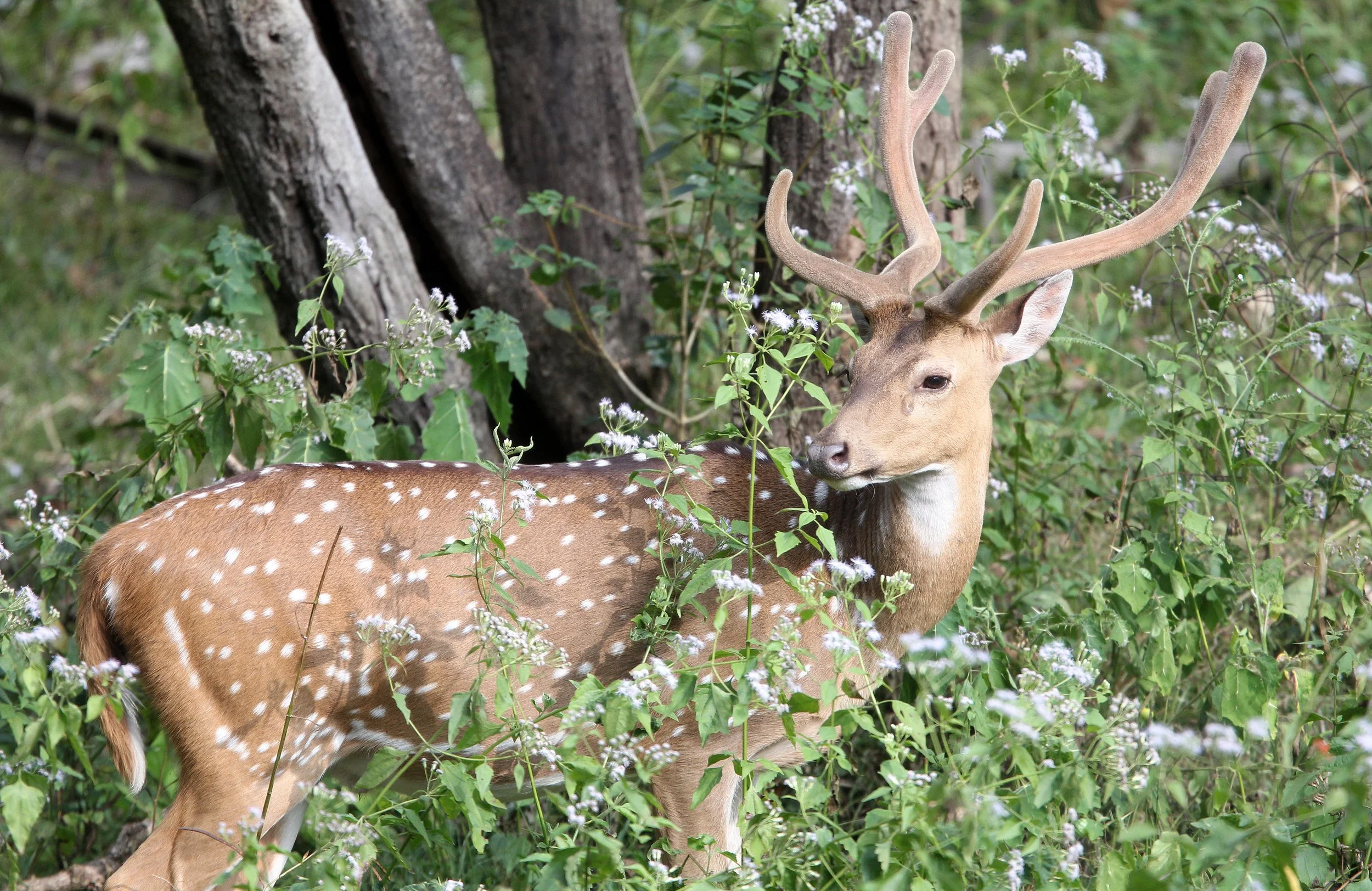 Axis axis axis - INDIAN CHITAL or SPOTTED DEAR - THOLPETTY RESERVE WAYANAD KERALA INDIA (19).JPG