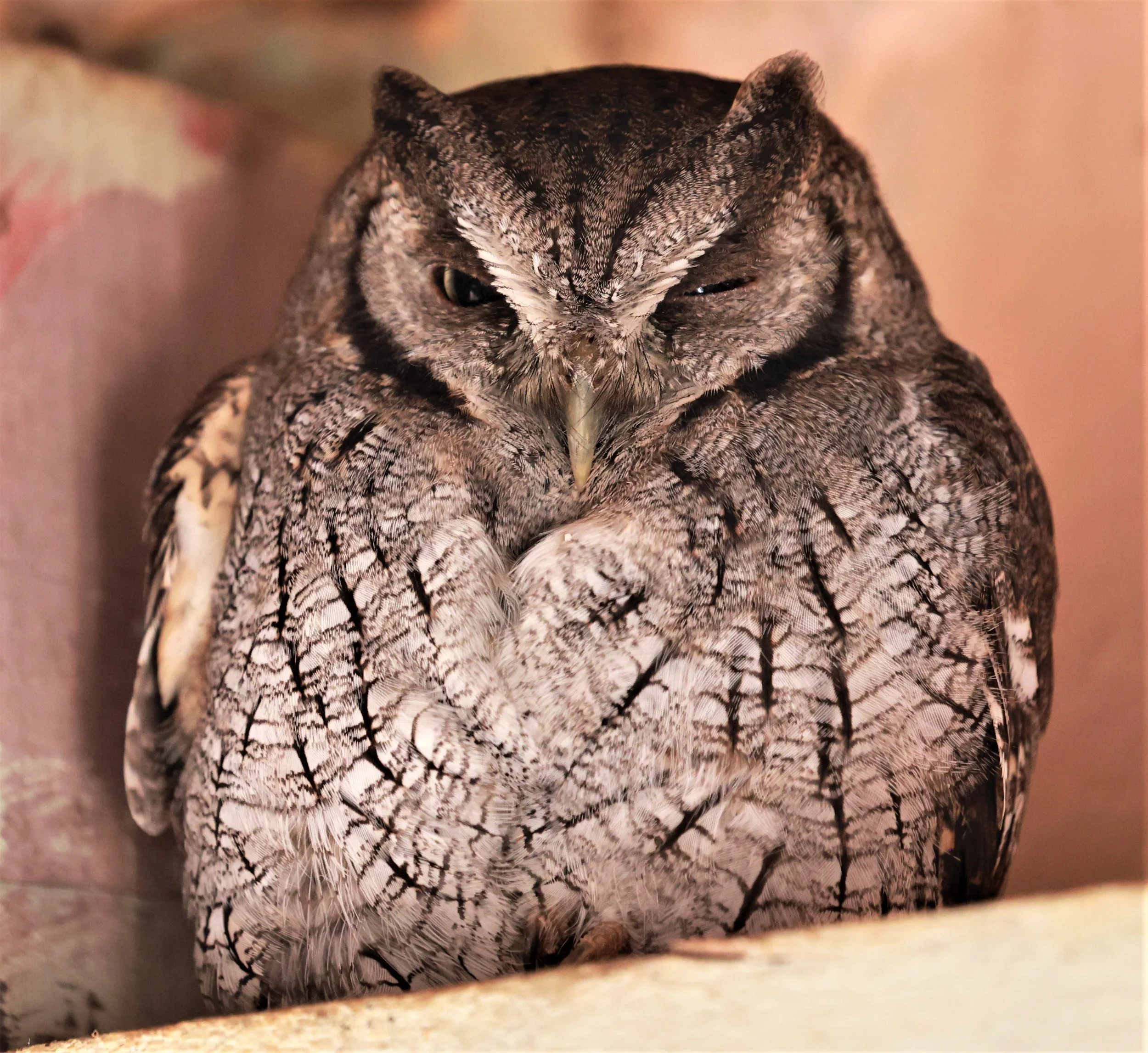 Owl - Tropical Screech-Owl - Megascops choliba - Emas National Park, Goias Brazil (8).jpg