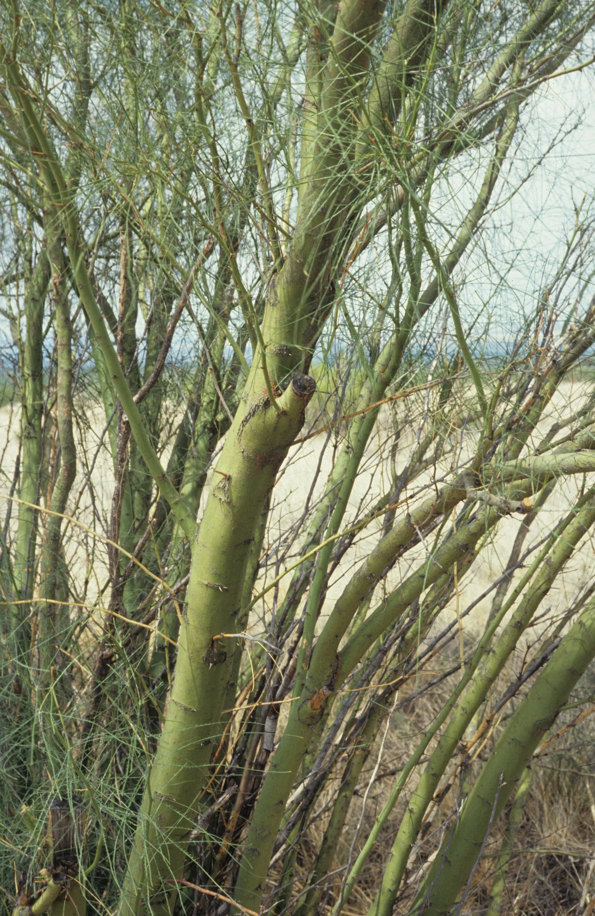 ARIZONA - MADERA CANYON - CERCIDIUM SPECIES - PALOVERDE.jpg