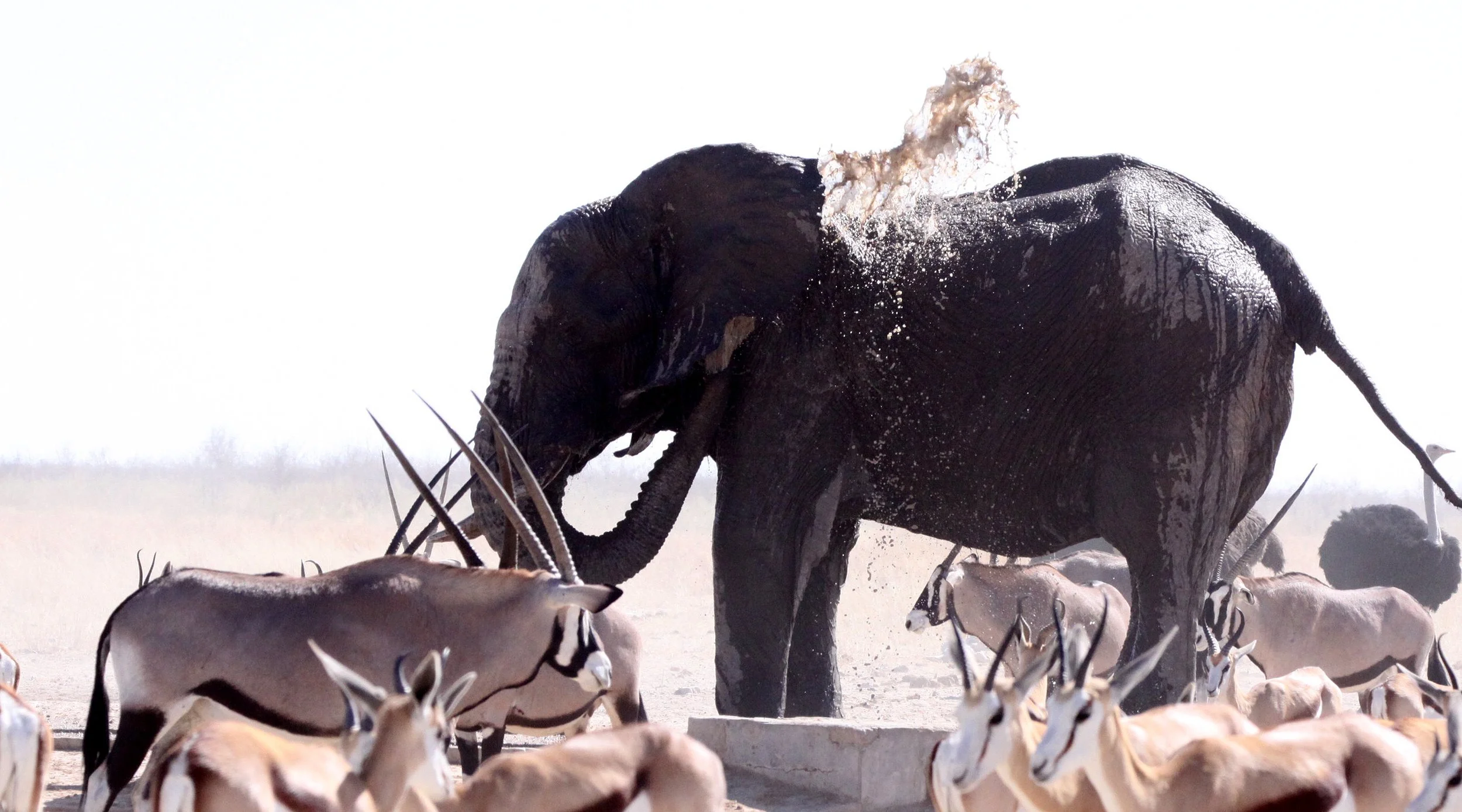 ELEPHANT - AFRICAN ELEPHANT - ETOSHA NATIONAL PARK NAMIBIA (46).JPG