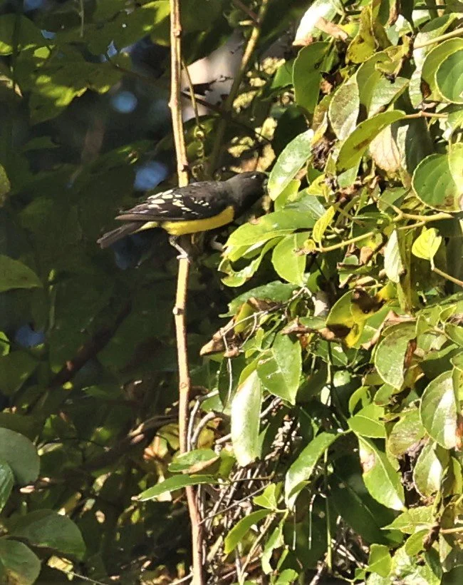 Spot-winged Grosbeak (Mycerobas melanozanthos) Fang Hotsprings Chiang Mai Thailand (11).jpg